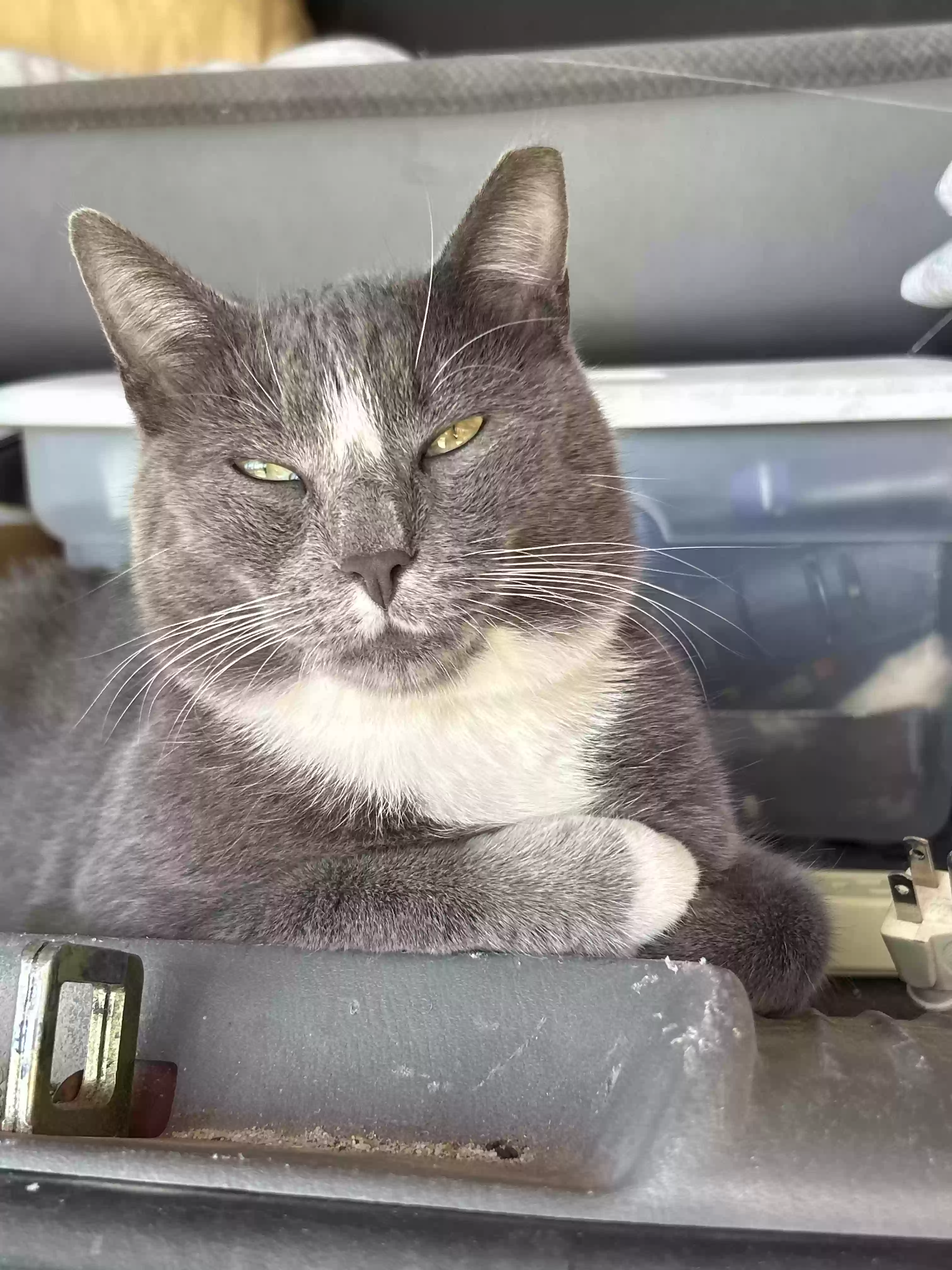 adoptable Cat in Altha,FL named Raven