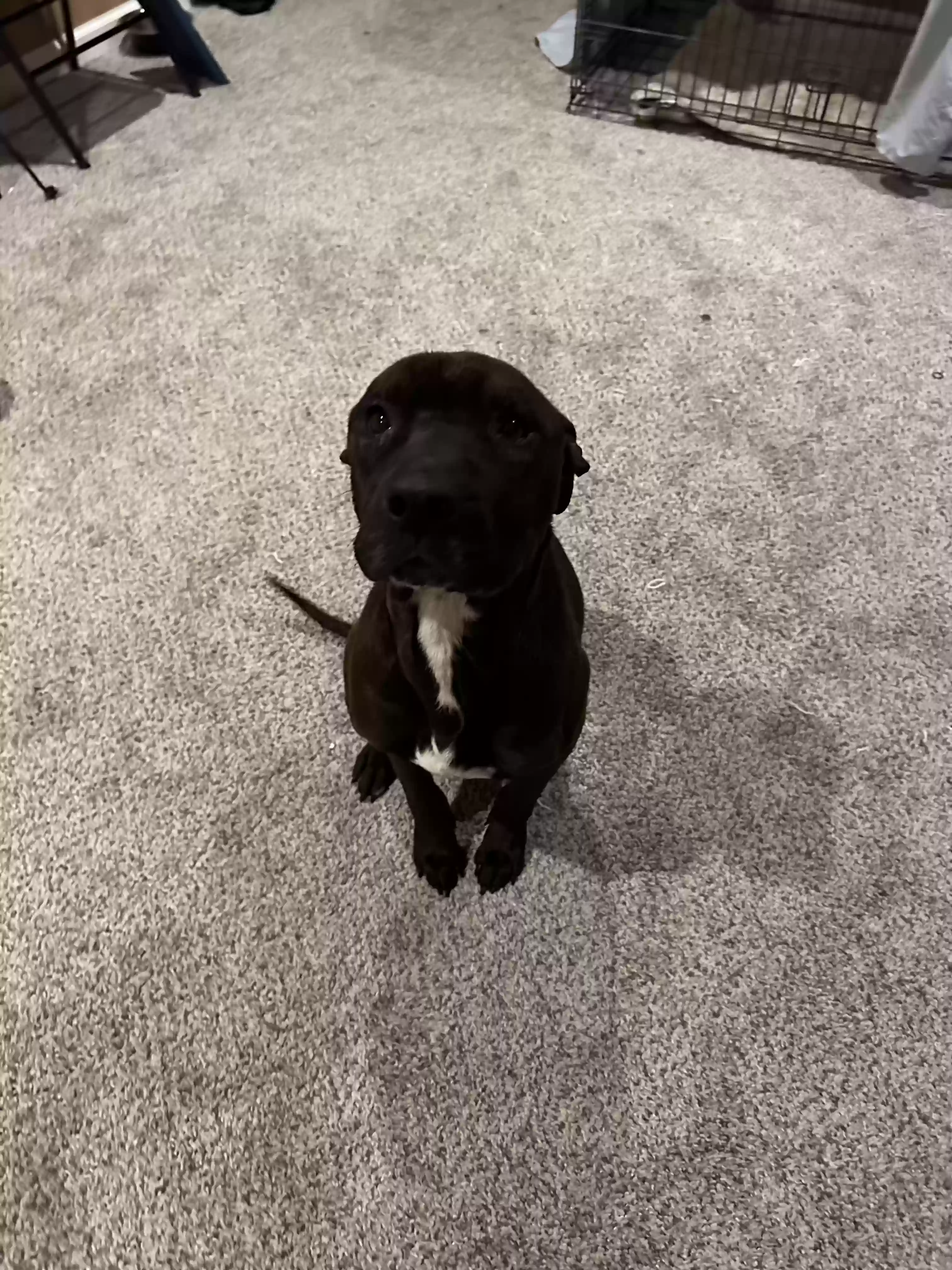 adoptable Dog in Lithonia,GA named O’Cyrus