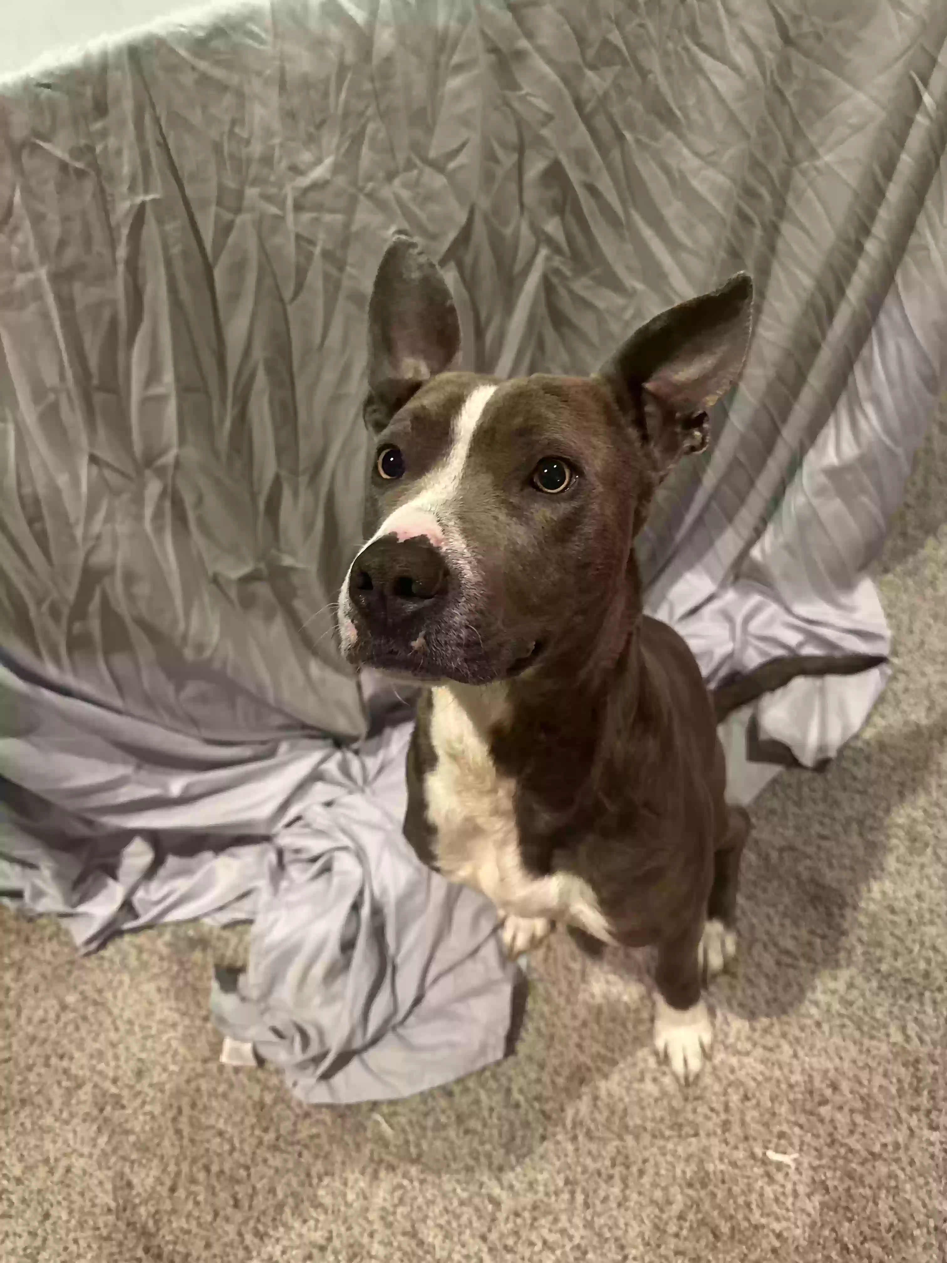 adoptable Dog in Lithonia,GA named Heru