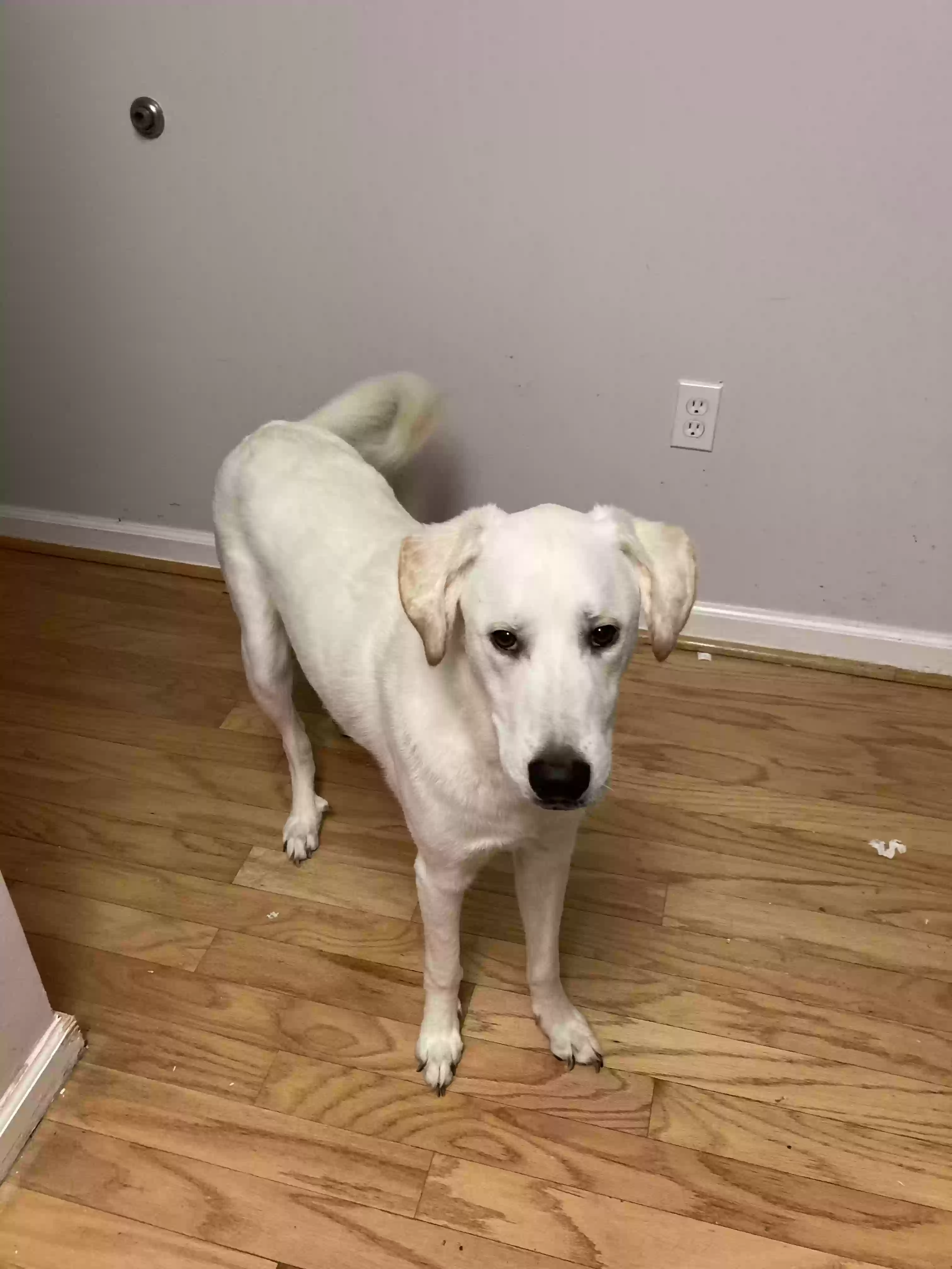 adoptable Dog in Atlanta,GA named Archie