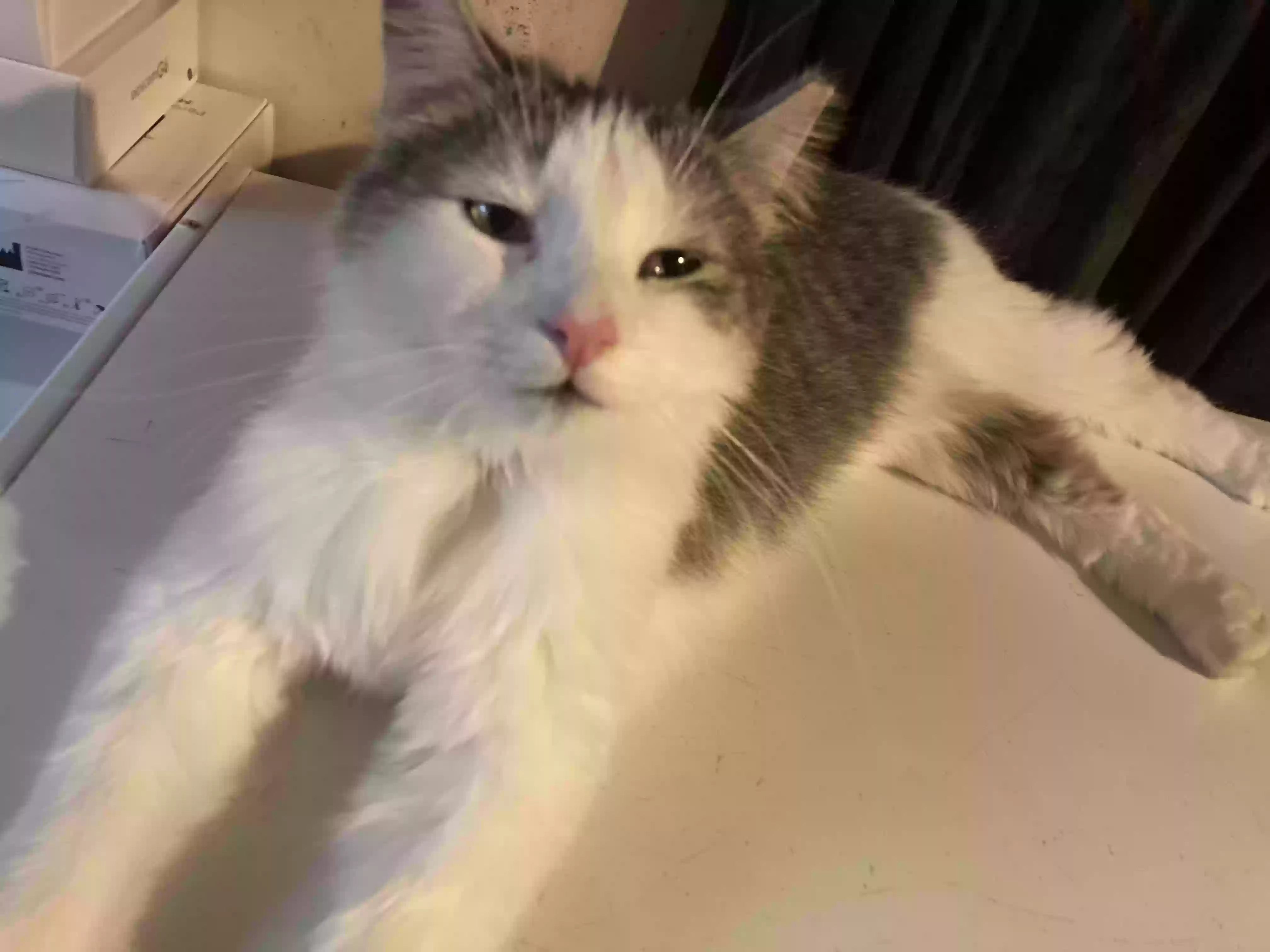 adoptable Cat in Bloomington,IN named Pandi