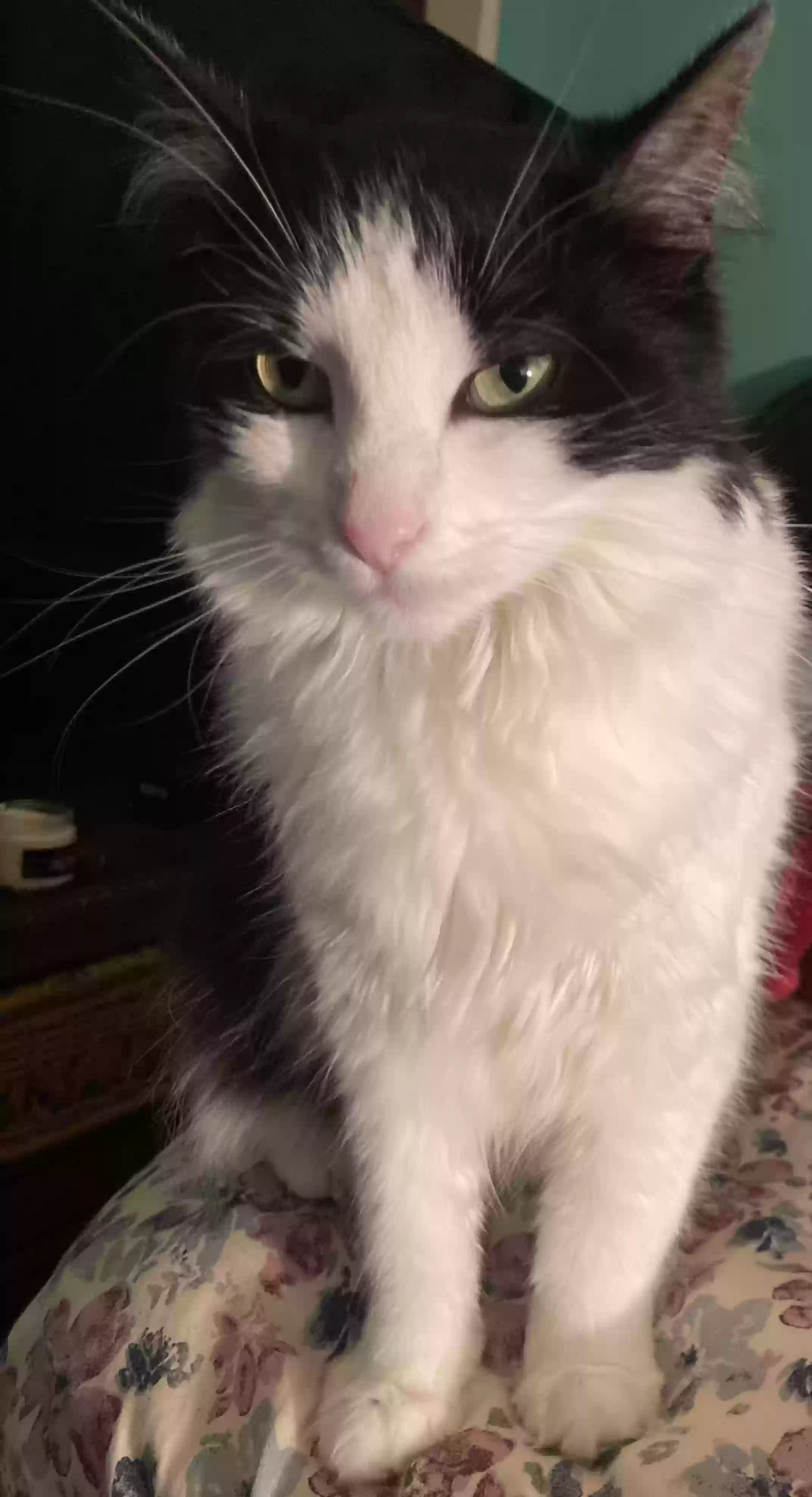 adoptable Cat in Bloomington,IN named Redd