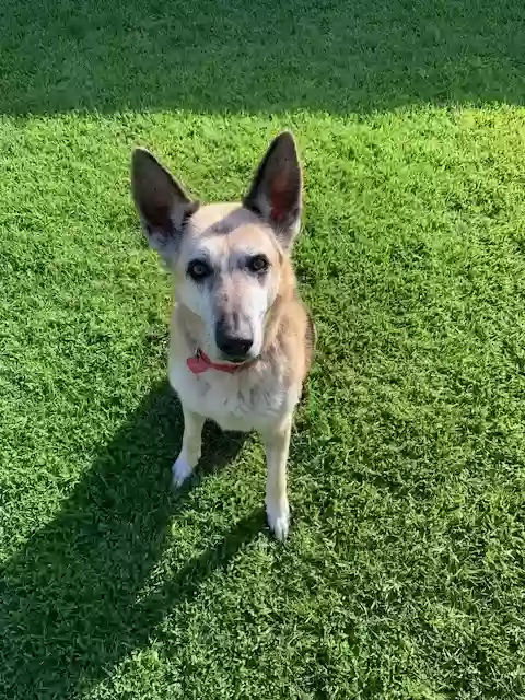 adoptable Dog in Redondo Beach,CA named Sallie mae