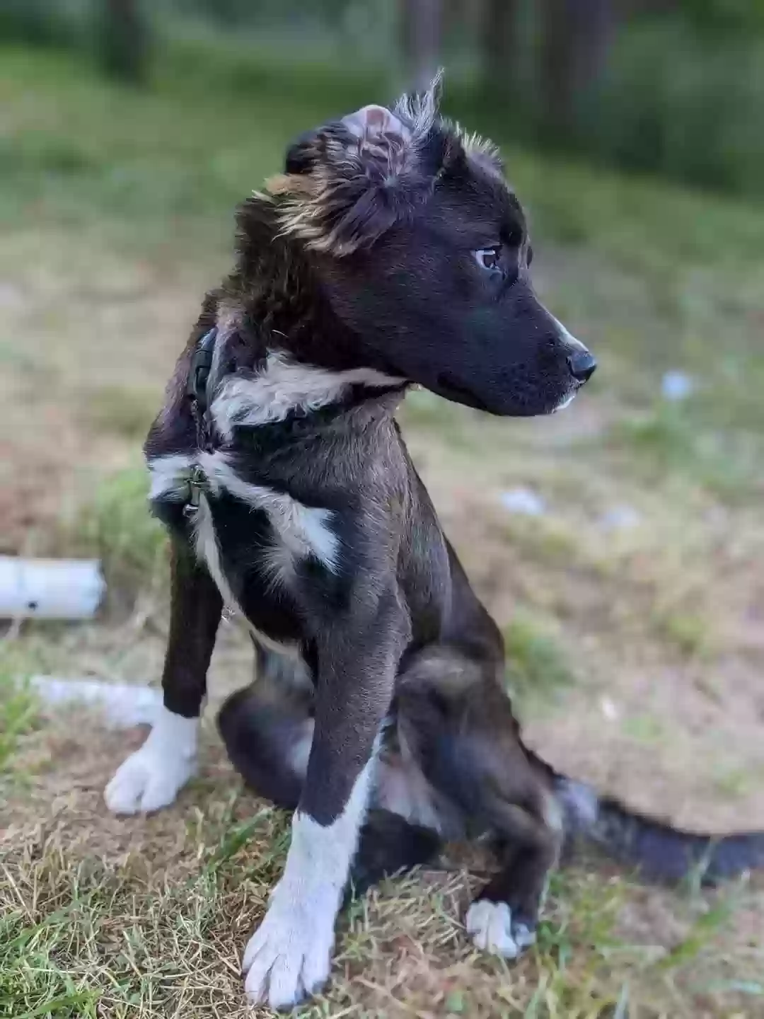 adoptable Dog in Monroe,OR named Birt
