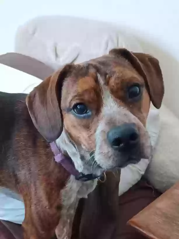 adoptable Dog in Asheboro,NC named Brutus