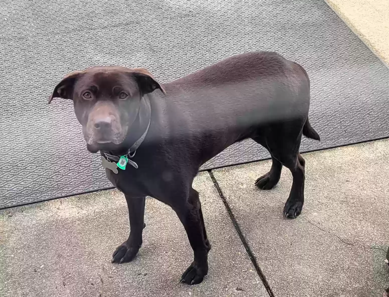 adoptable Dog in Cincinnati,OH named Coco
