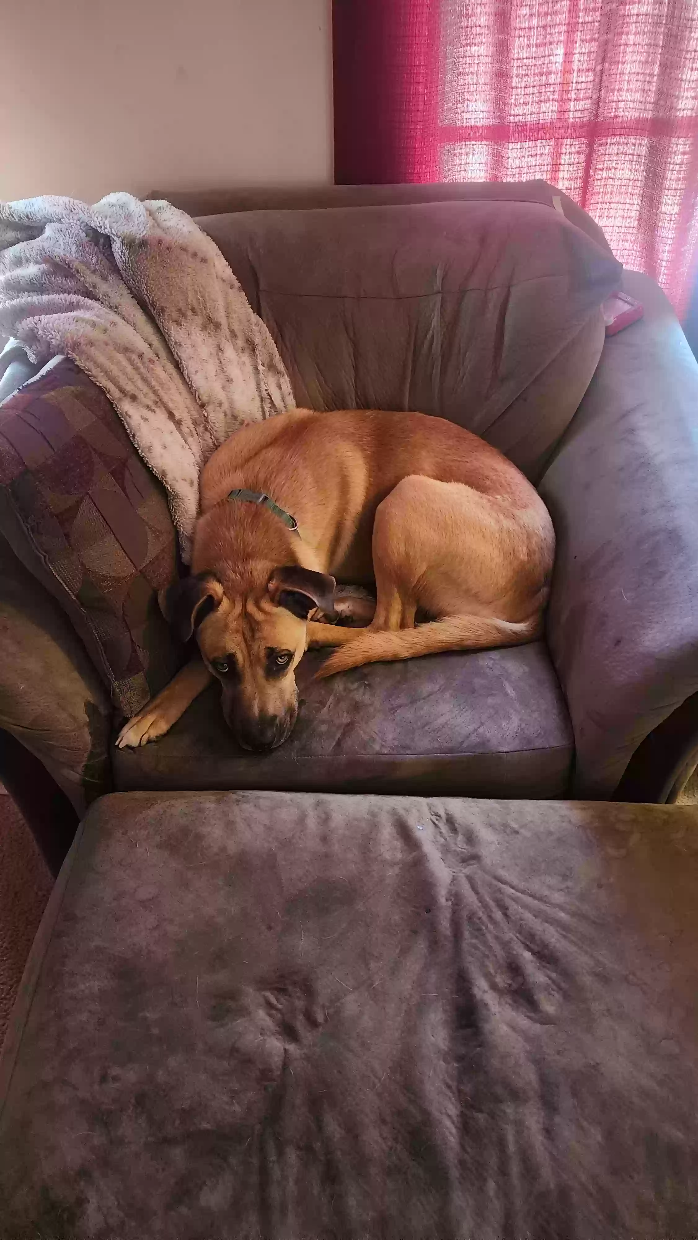 adoptable Dog in Upper Marlboro,MD named Tiko