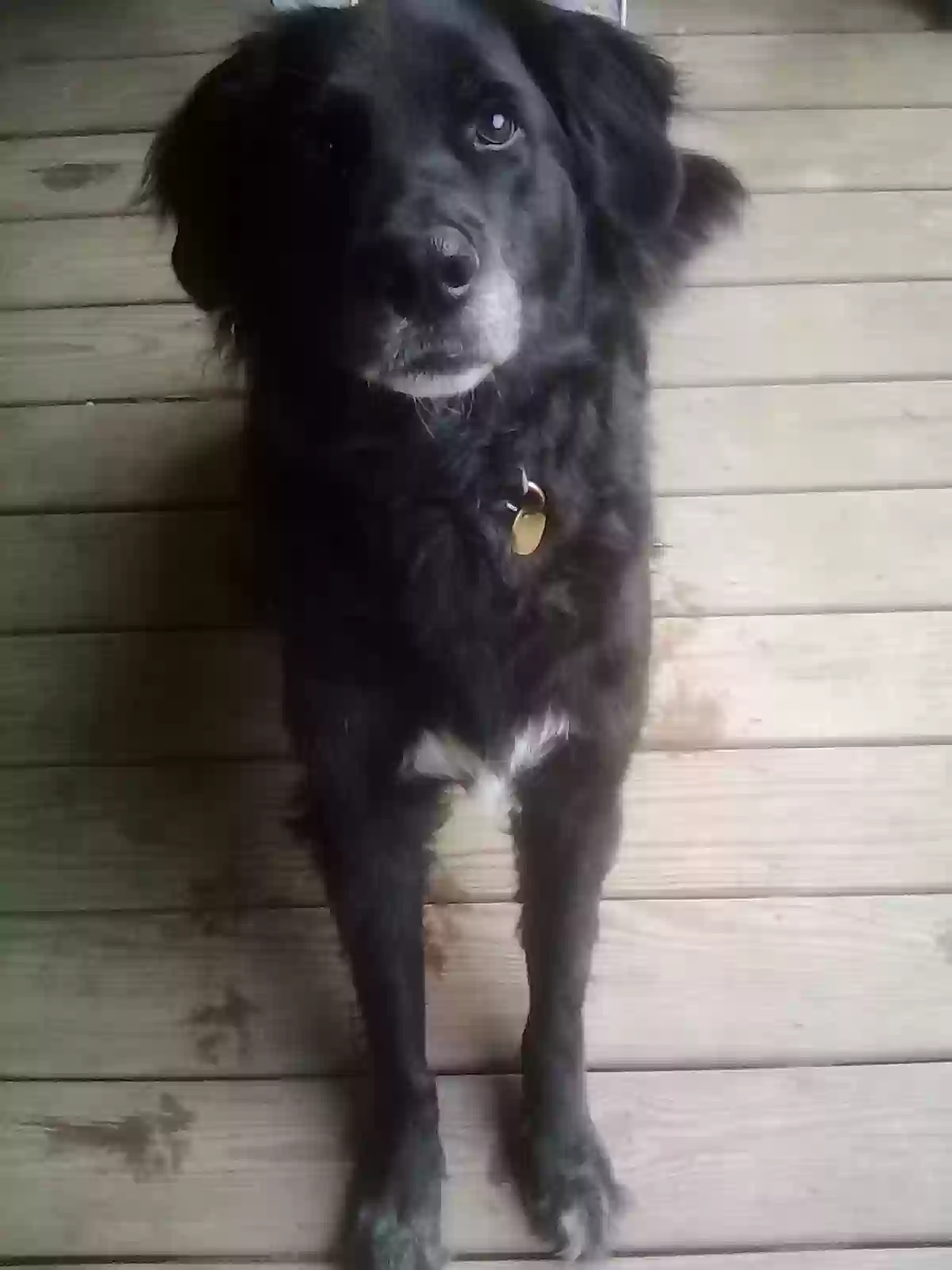 adoptable Dog in Thomson,GA named 