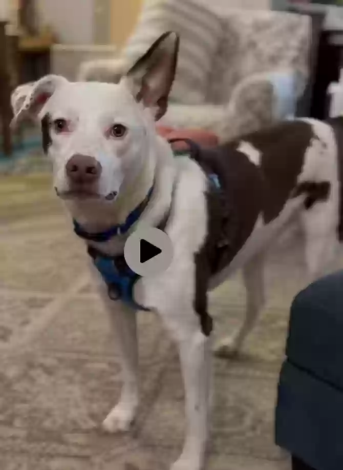 adoptable Dog in Albuquerque,NM named Jax