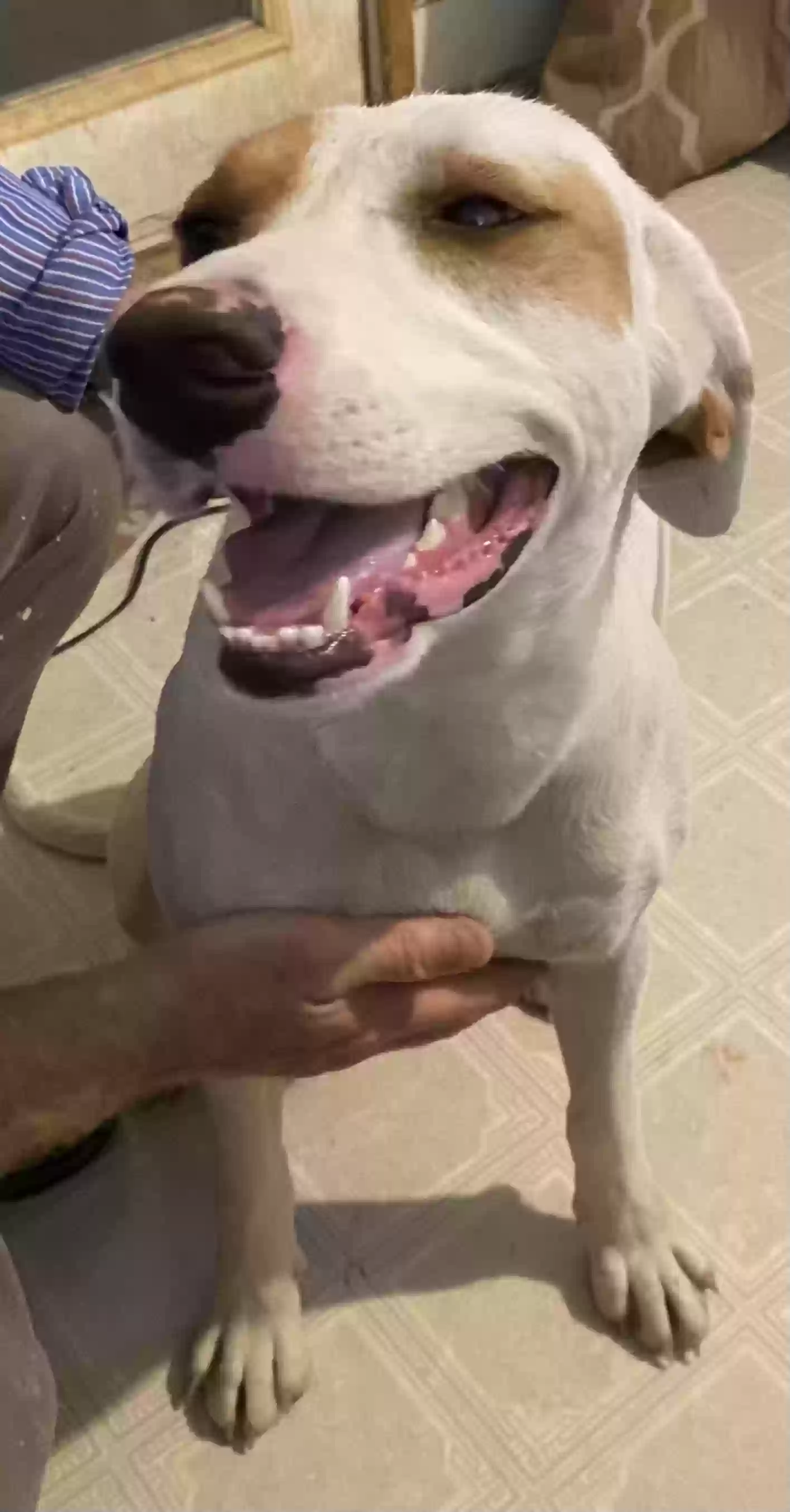 adoptable Dog in Horton,AL named Missy