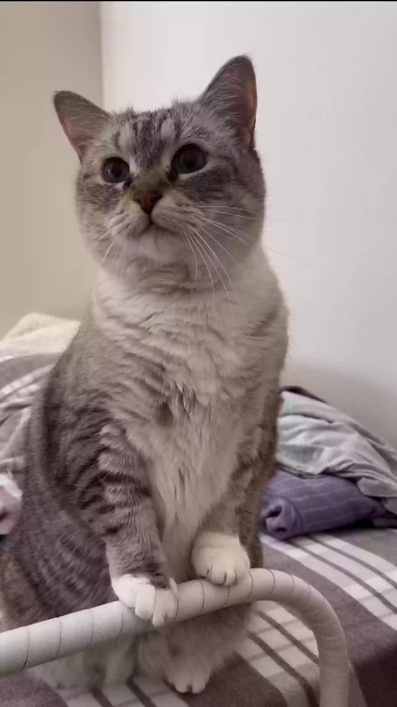 adoptable Cat in Westminster,CO named Lucy