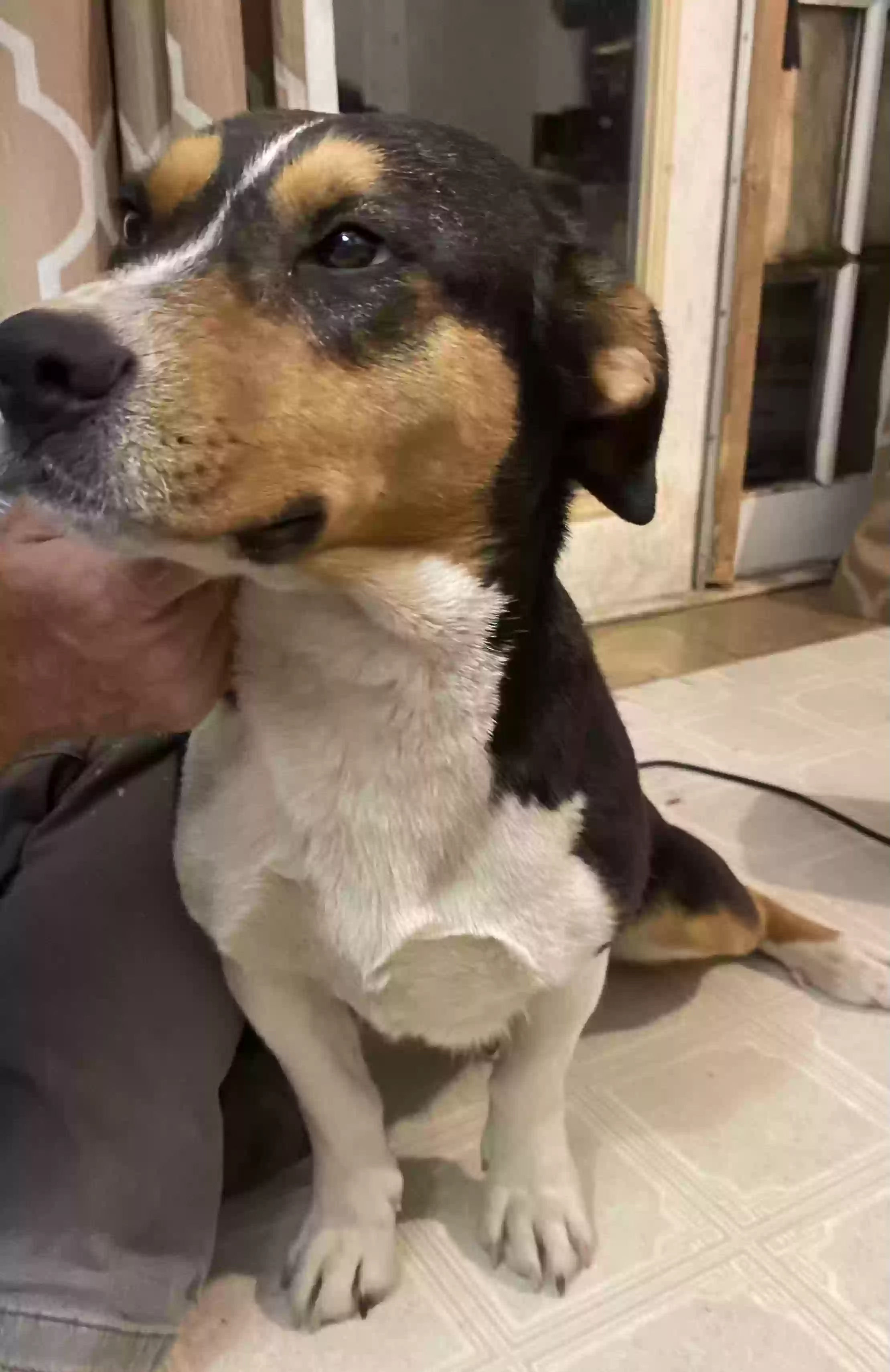 adoptable Dog in Horton,AL named Remi