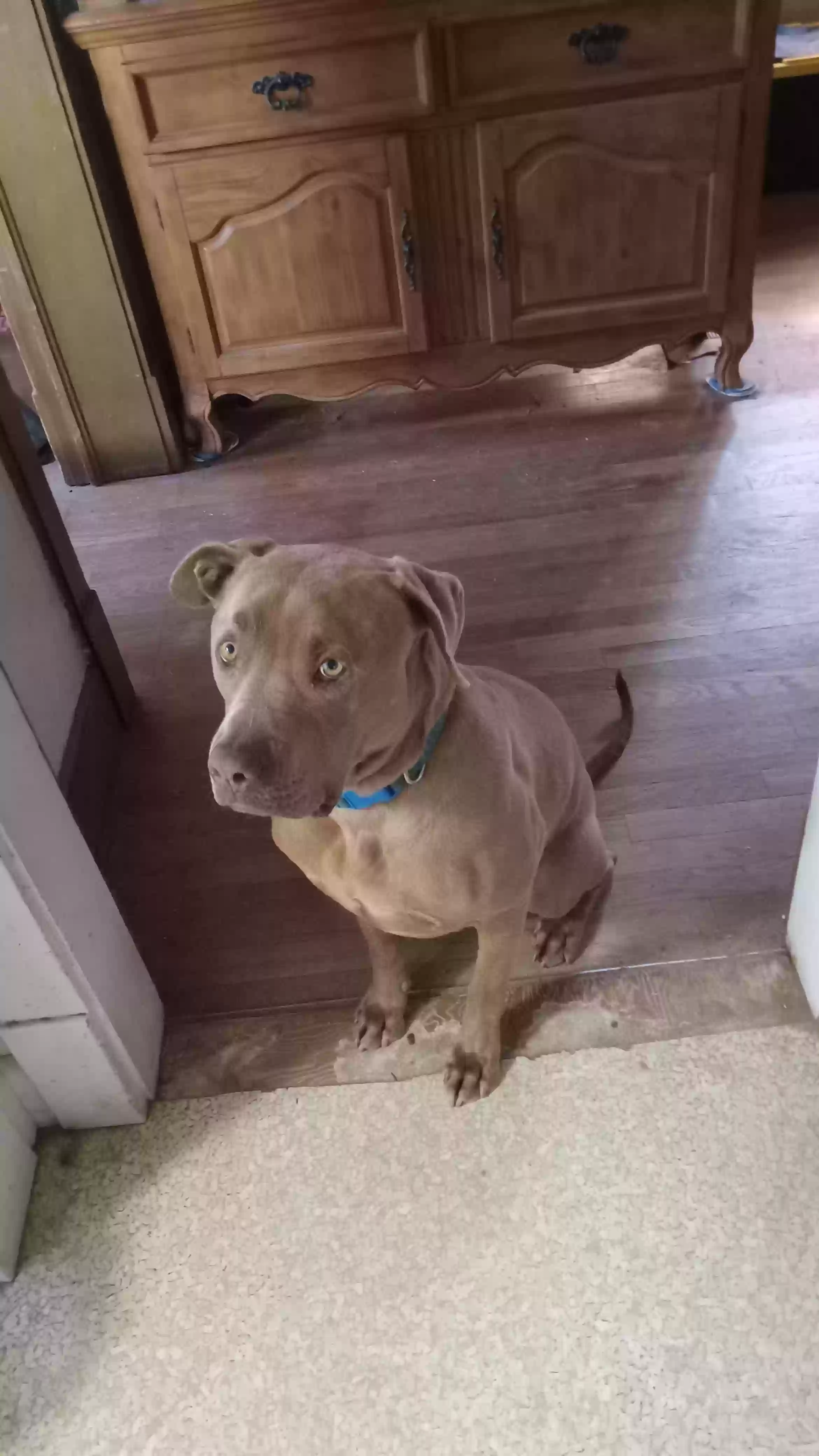 adoptable Dog in Pueblo,CO named Brodhi