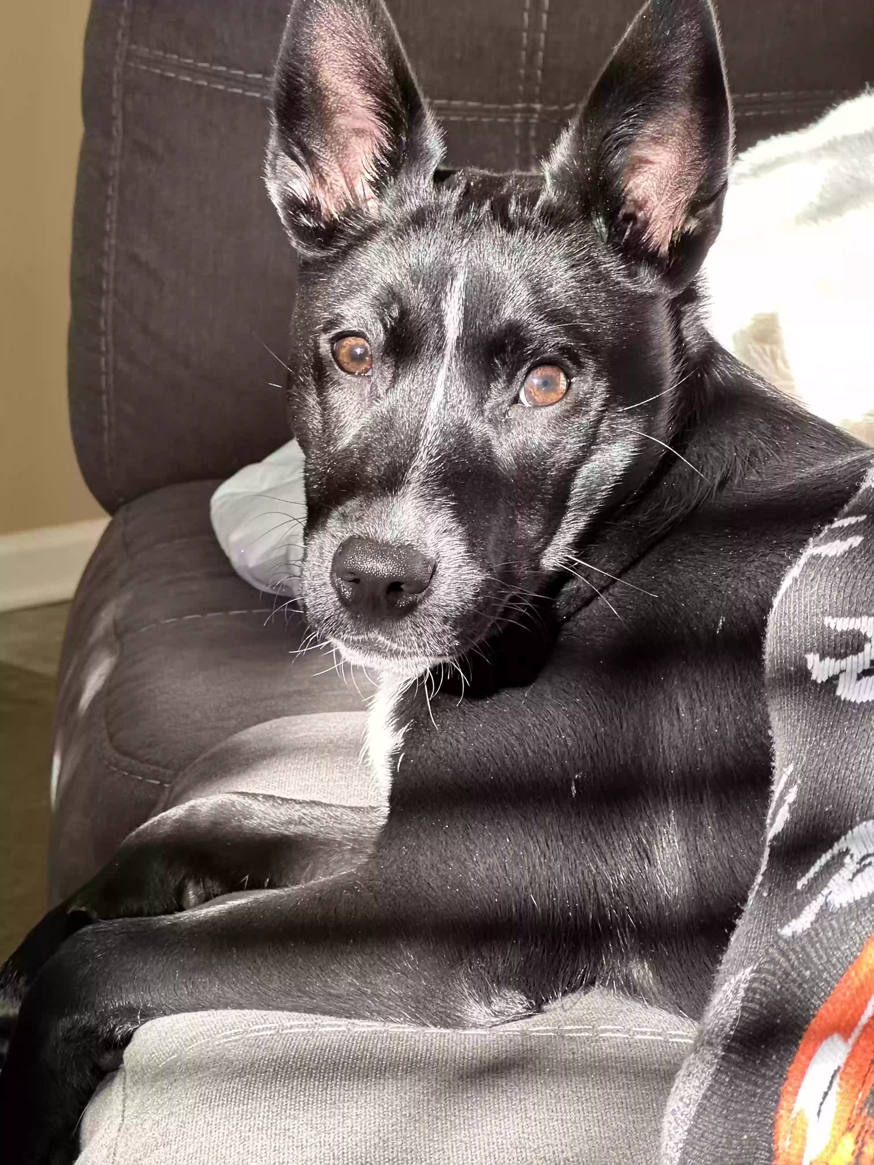 adoptable Dog in Buford,GA named Nina