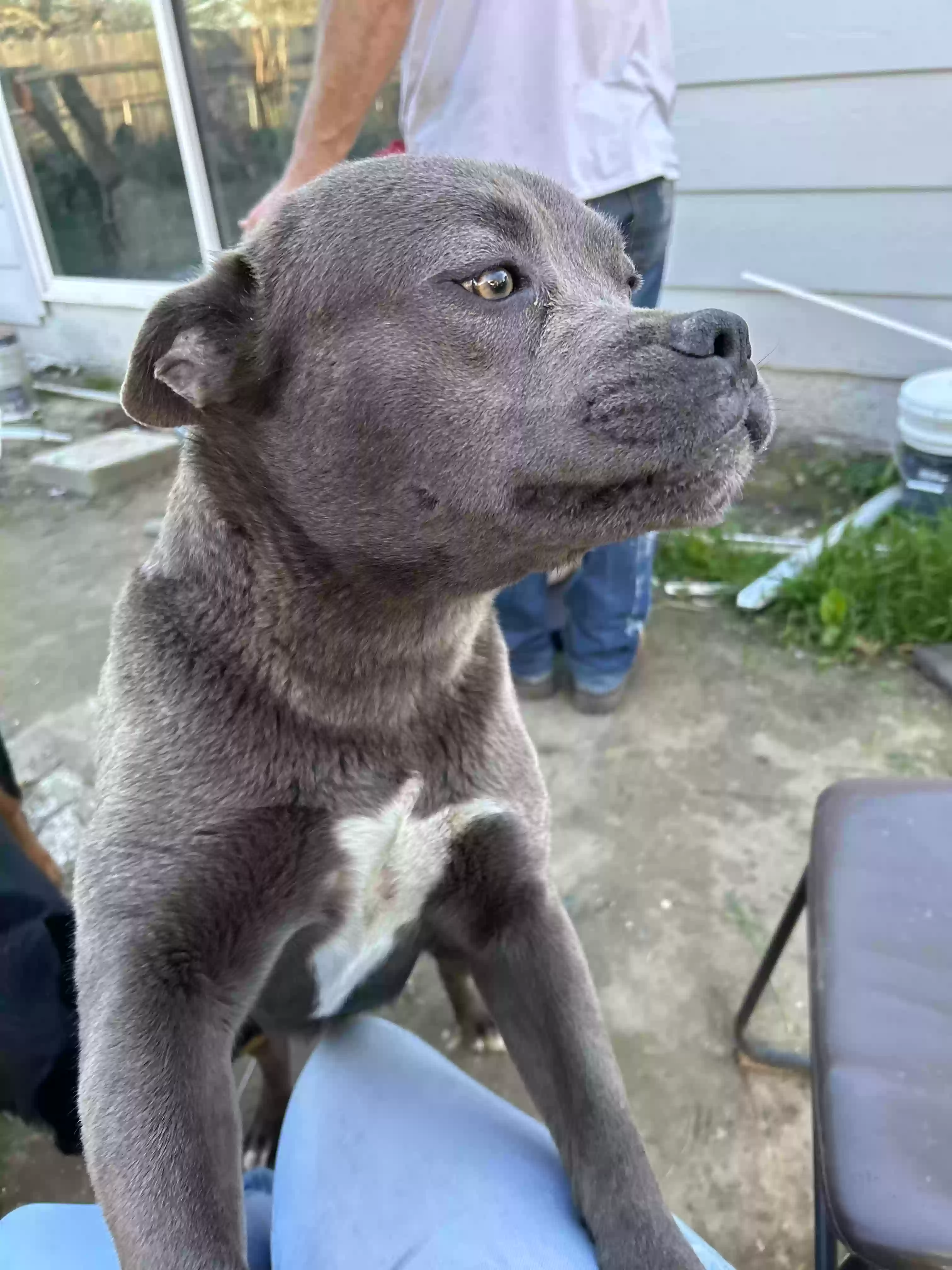 adoptable Dog in Olivehurst,CA named Chelsea