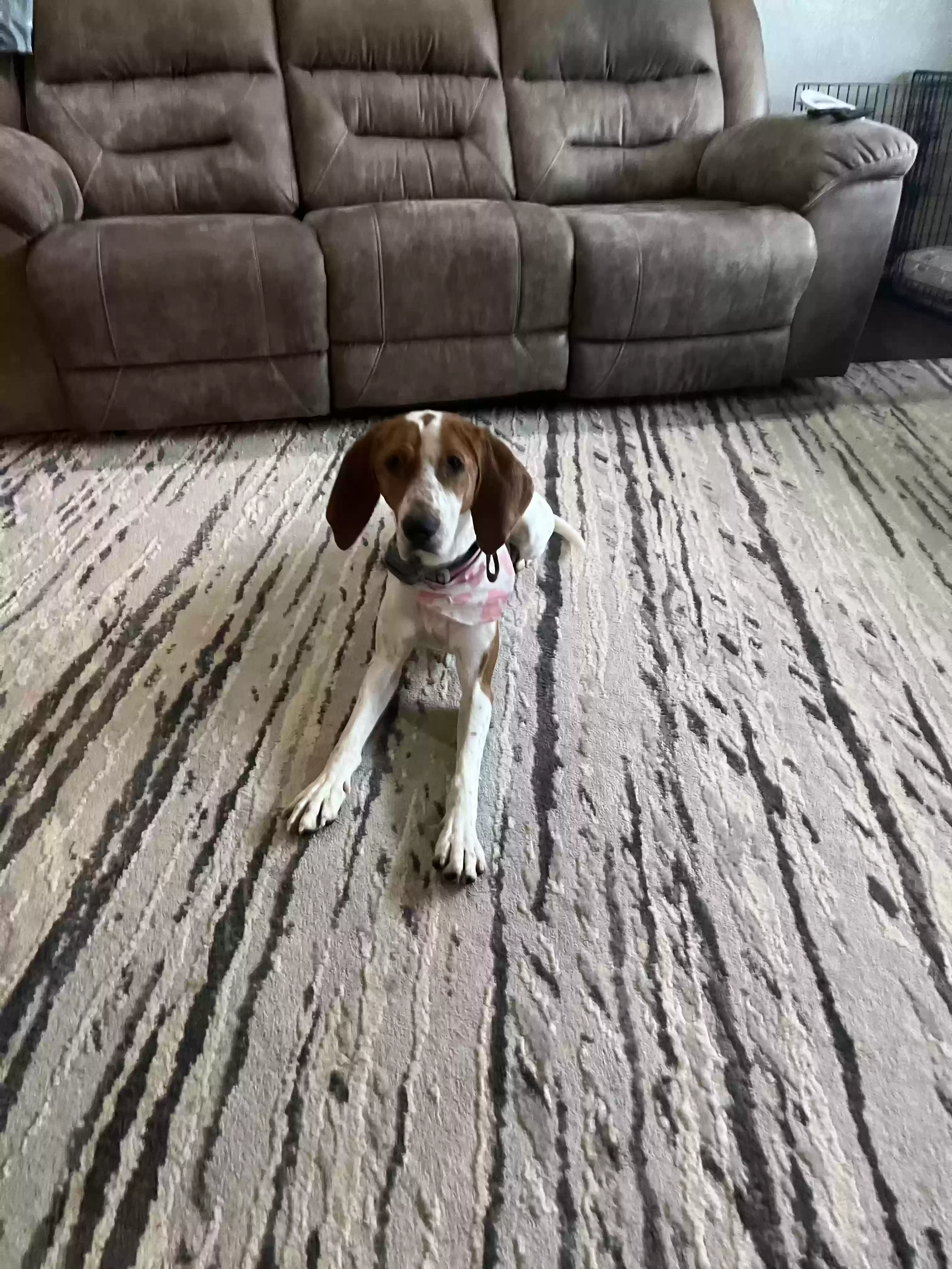 adoptable Dog in Redding,CA named Ruby