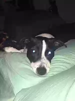 adoptable Dog in Durham,NC named Virginia