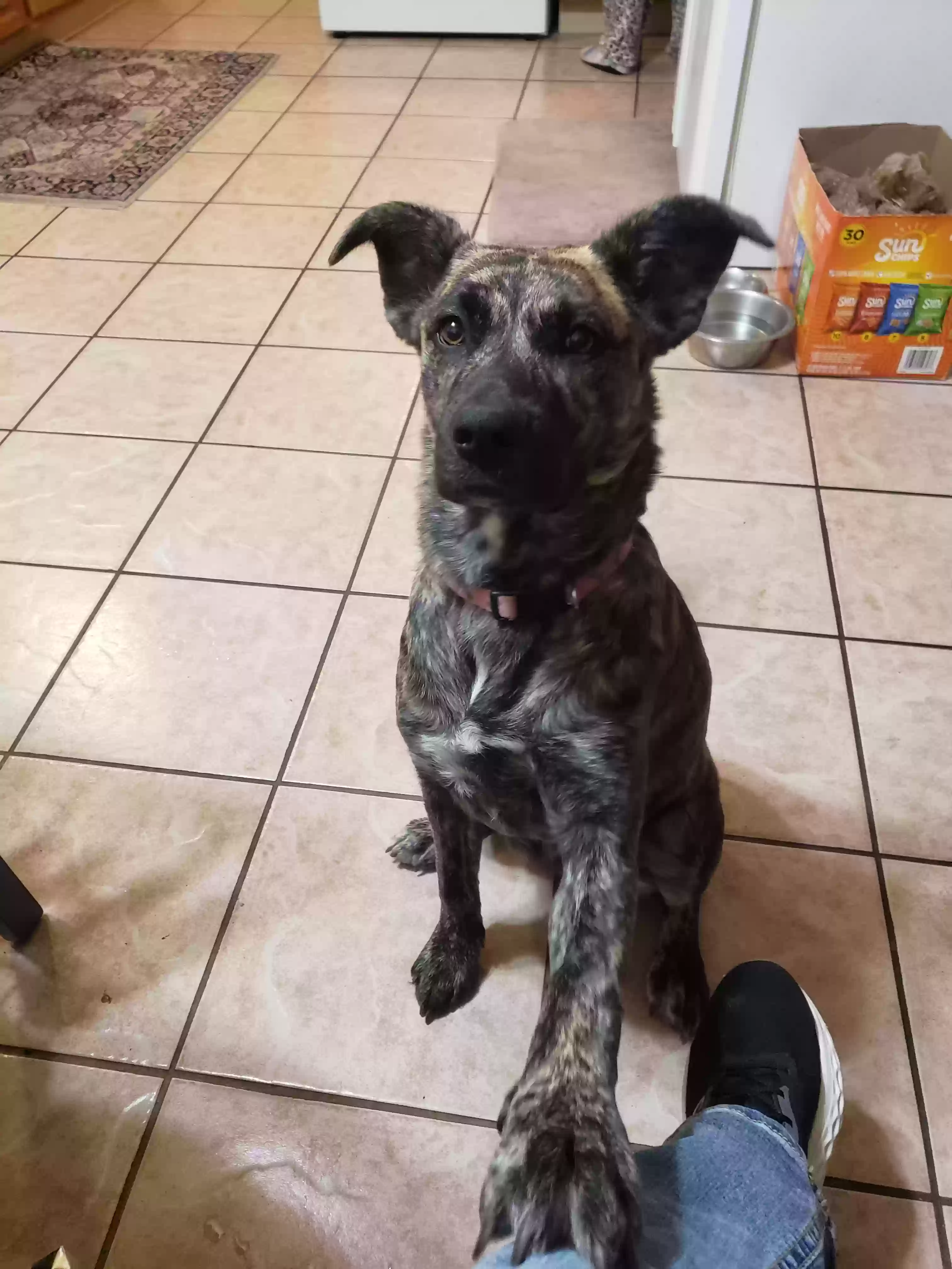 adoptable Dog in Sierra Vista,AZ named puppy-girl