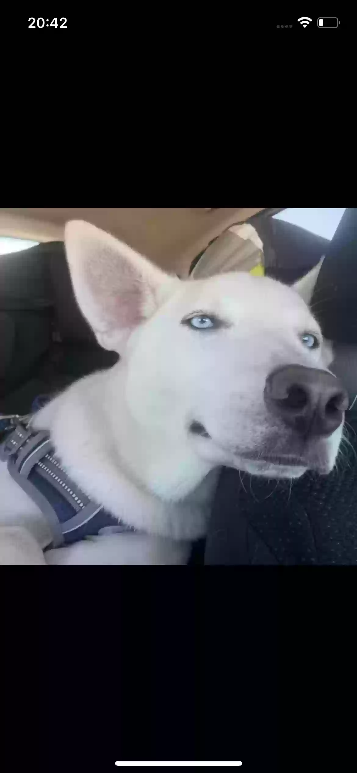 adoptable Dog in Hayward,CA named Shy