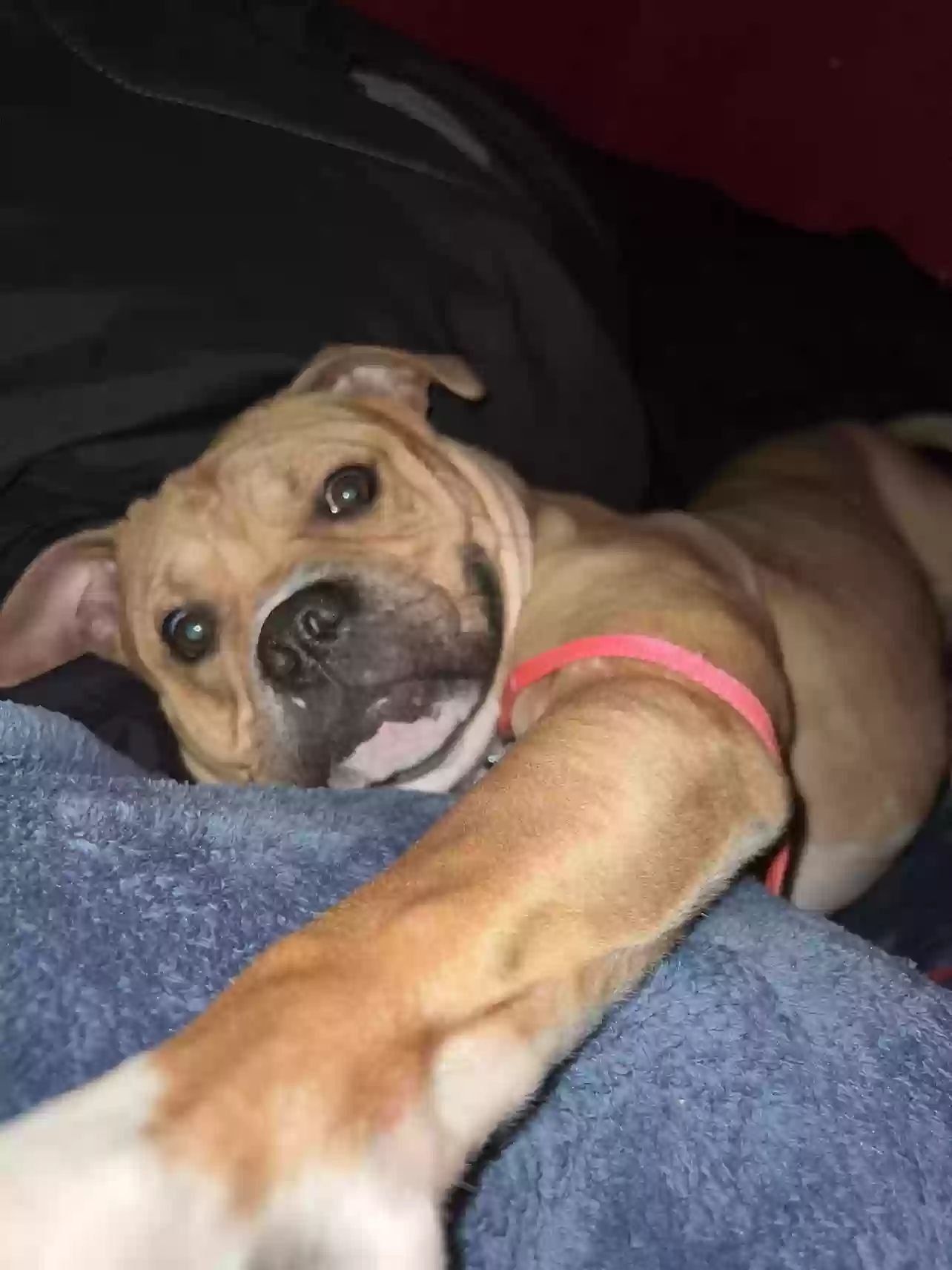 adoptable Dog in Delta,OH named Bruce Aranjo