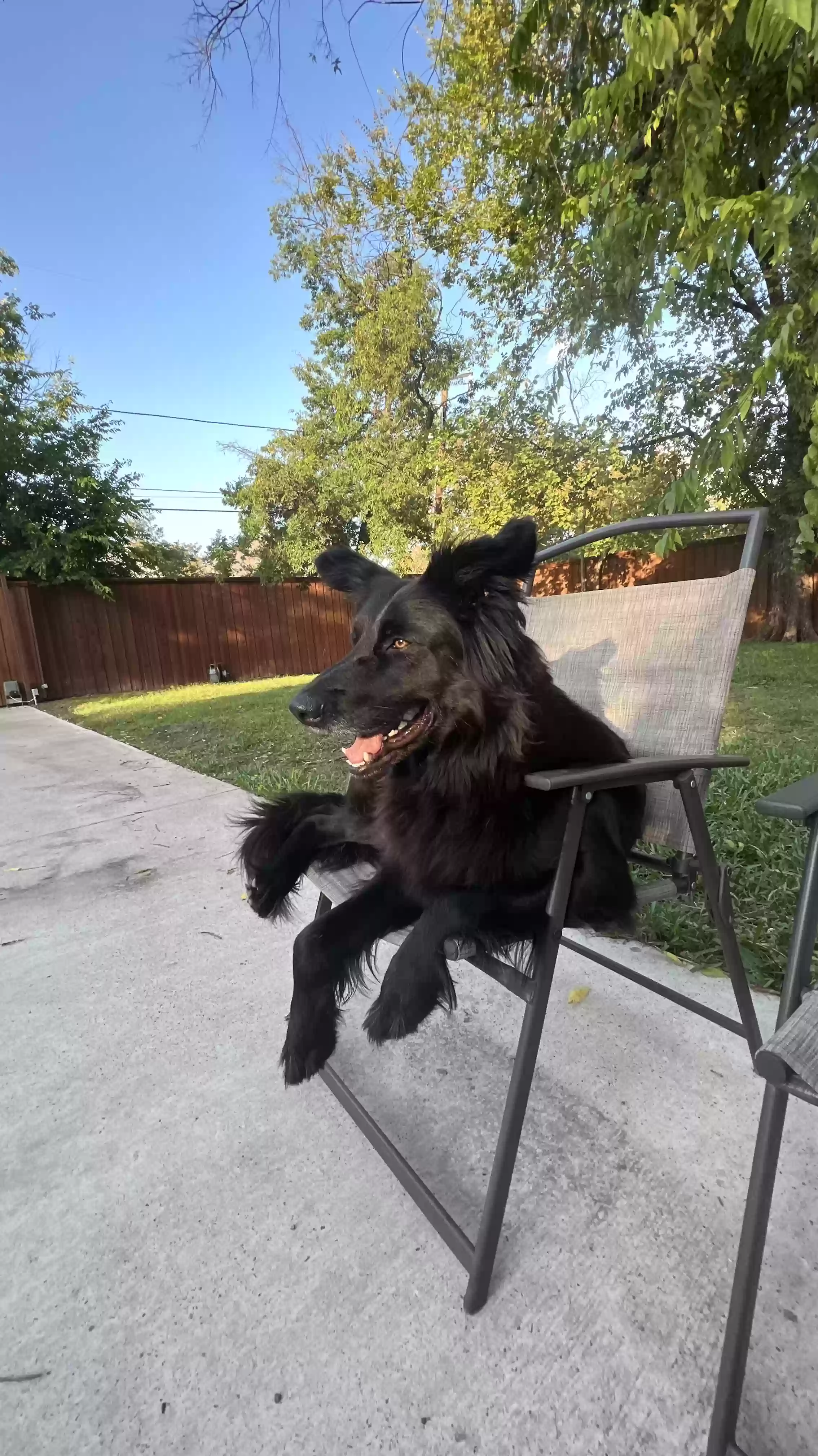 adoptable Dog in Dallas,TX named Diesel