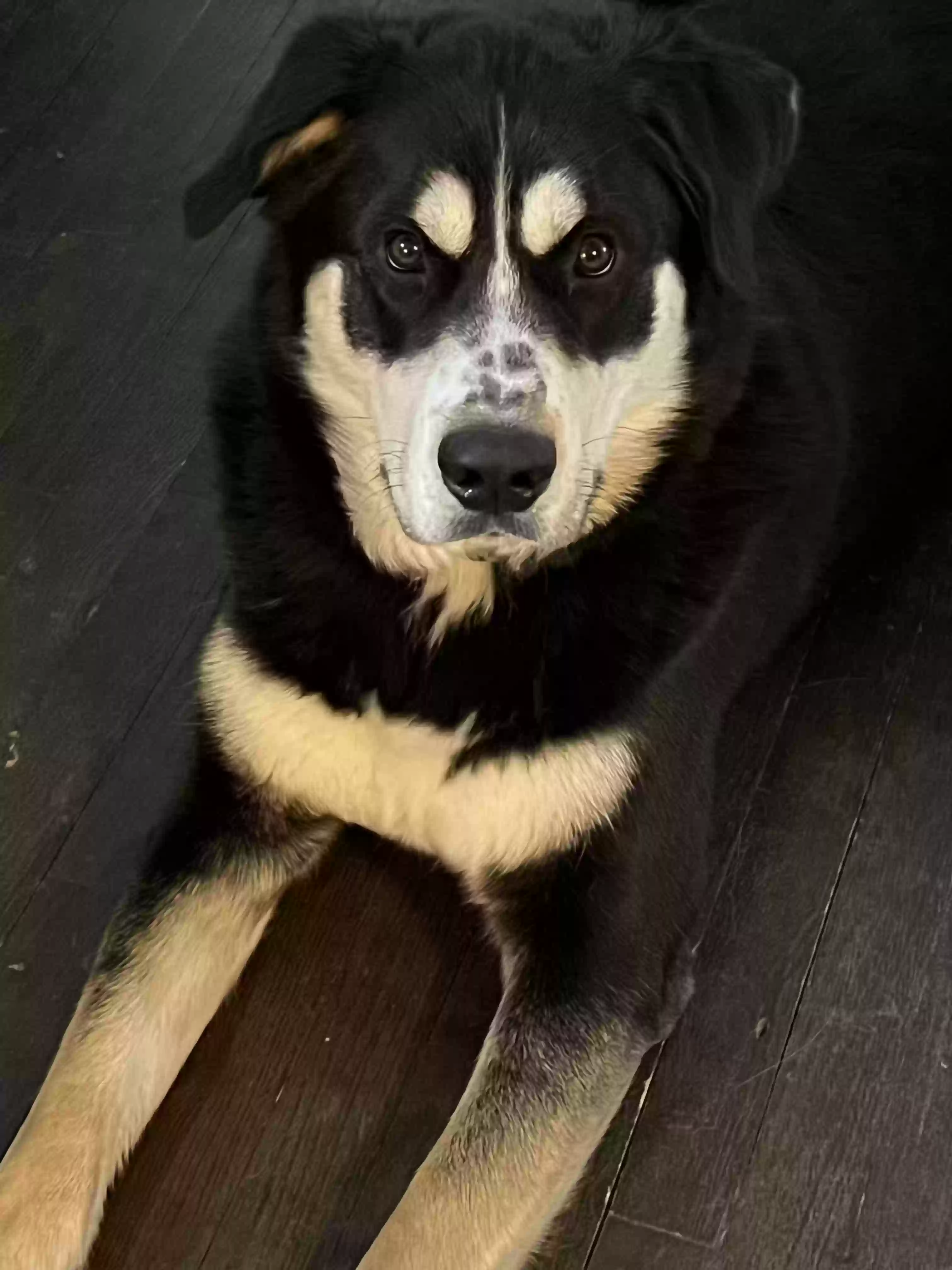 adoptable Dog in Grosse Pointe,MI named Skittles