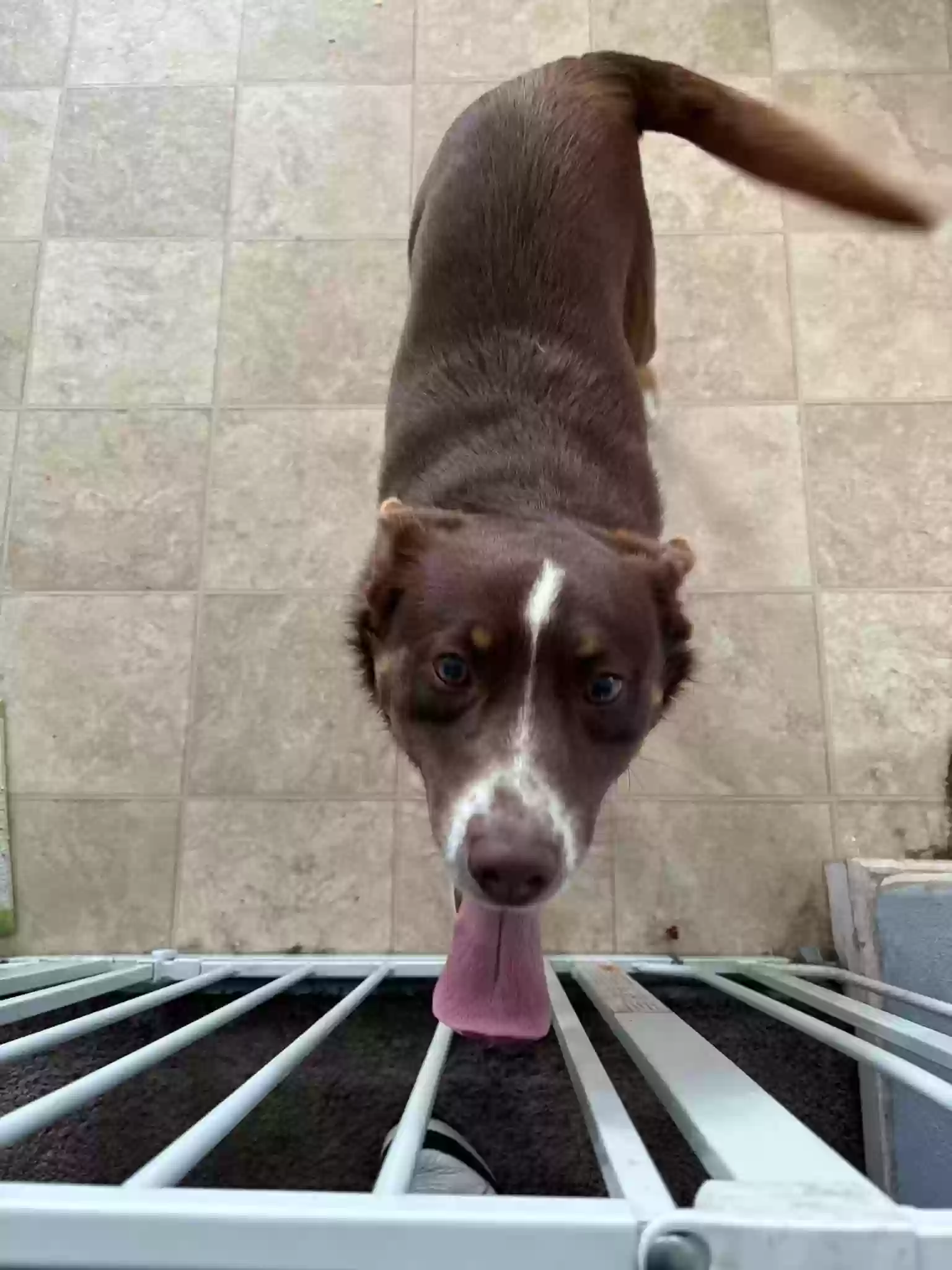 adoptable Dog in Fairfield,CA named Milo