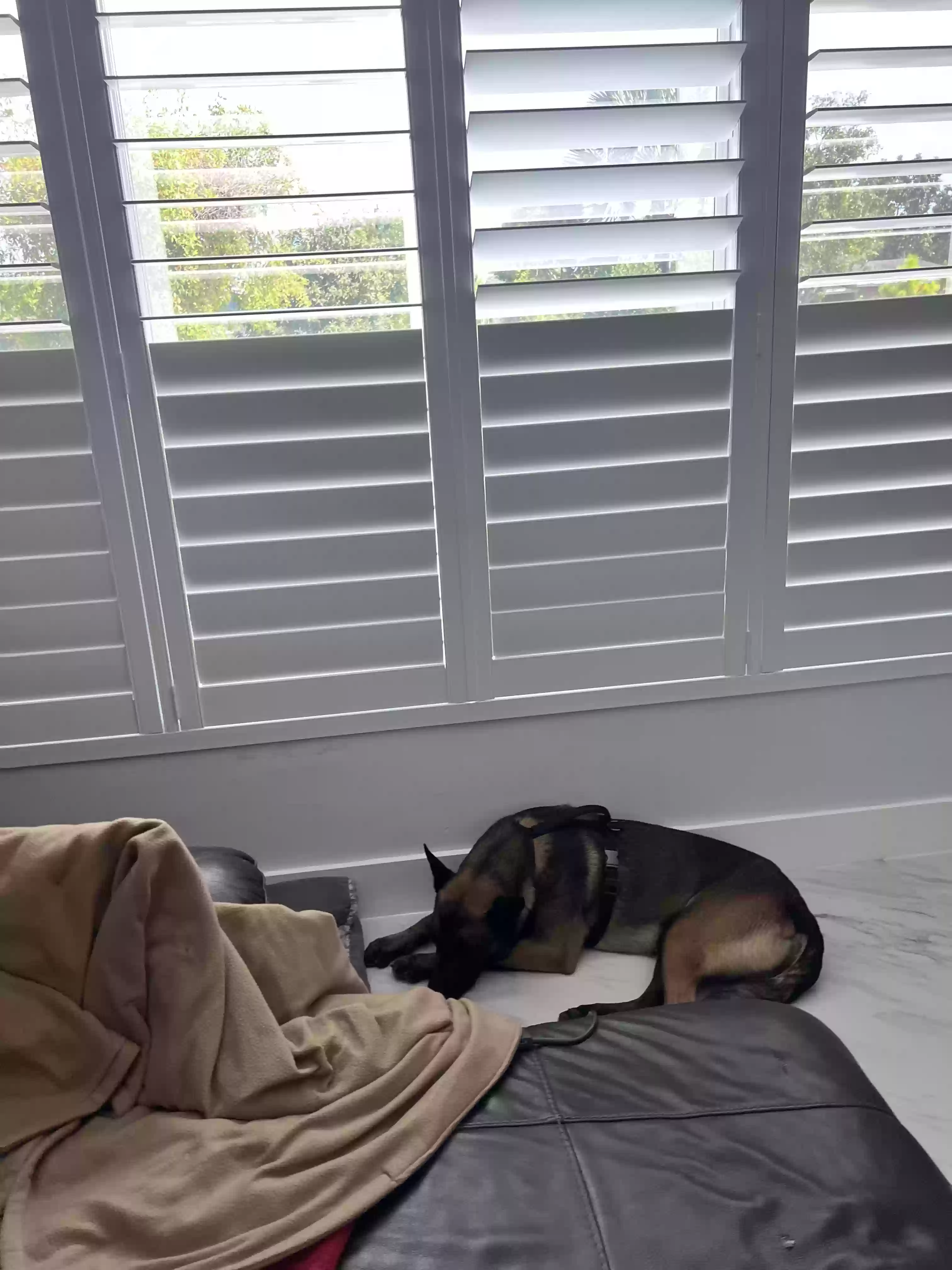 adoptable Dog in Miami,FL named Koby