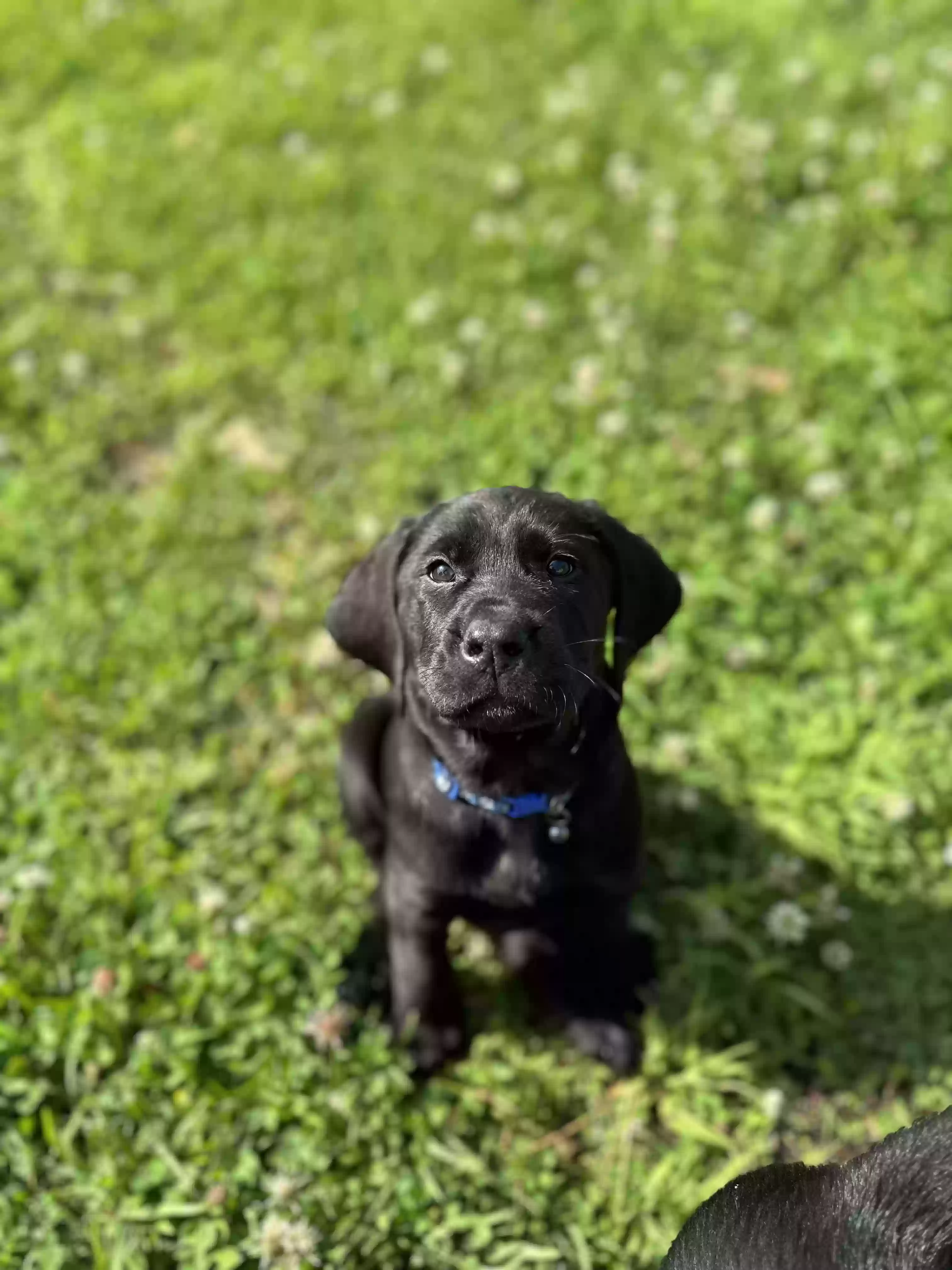 adoptable Dog in Pearl River,LA named Maverick