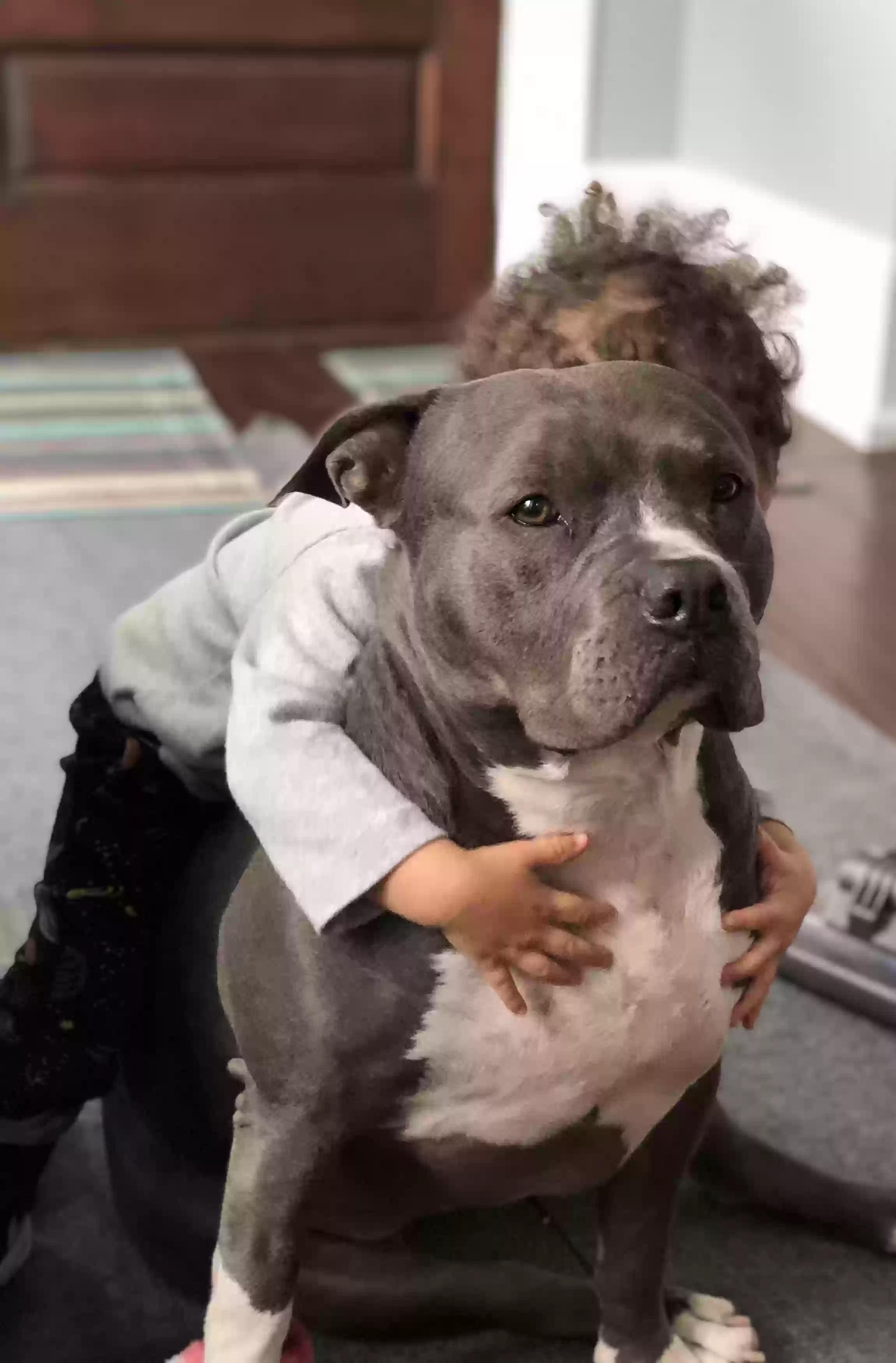 adoptable Dog in Buffalo,NY named Raja
