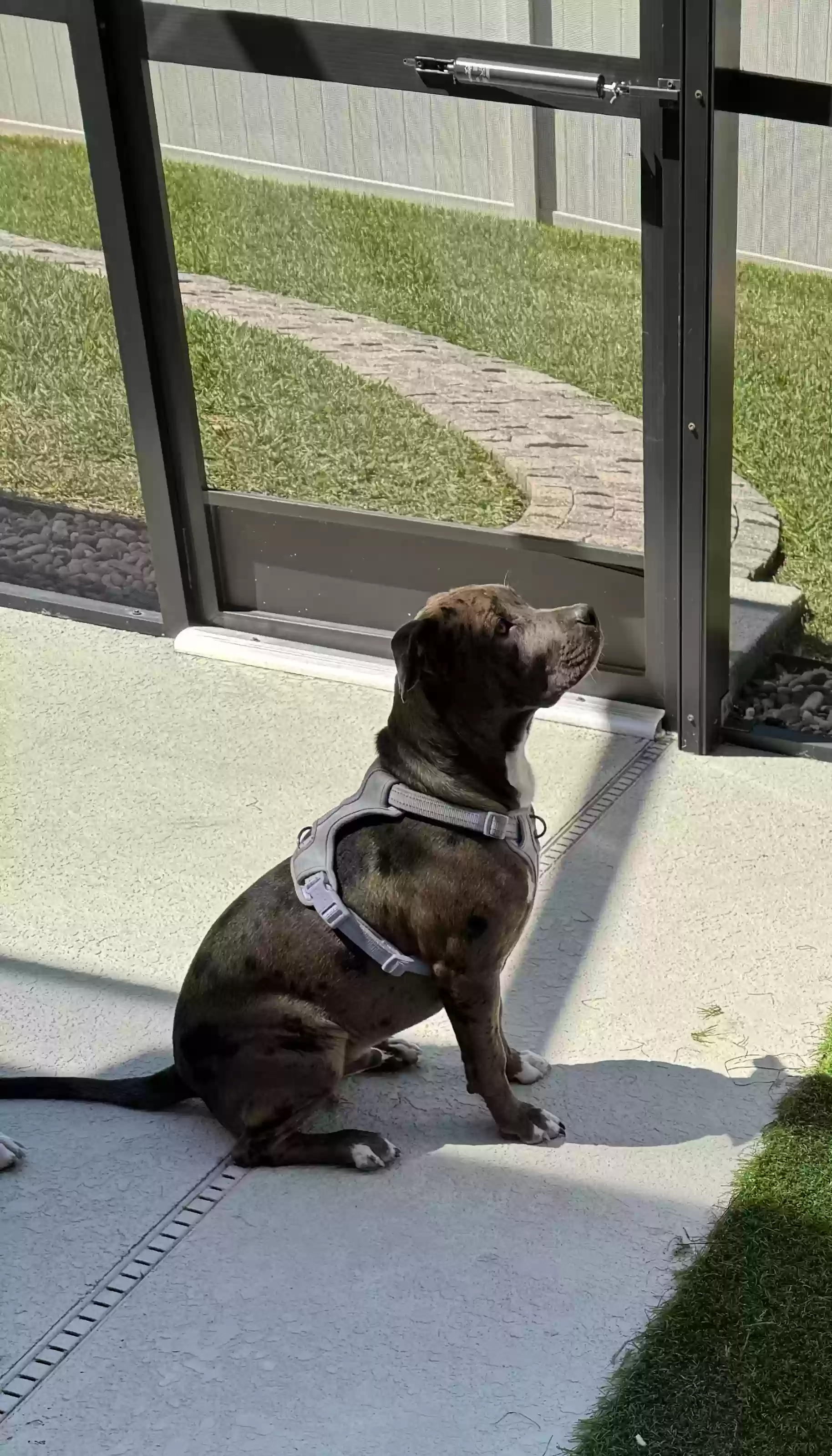 adoptable Dog in Wildwood,FL named Tika
