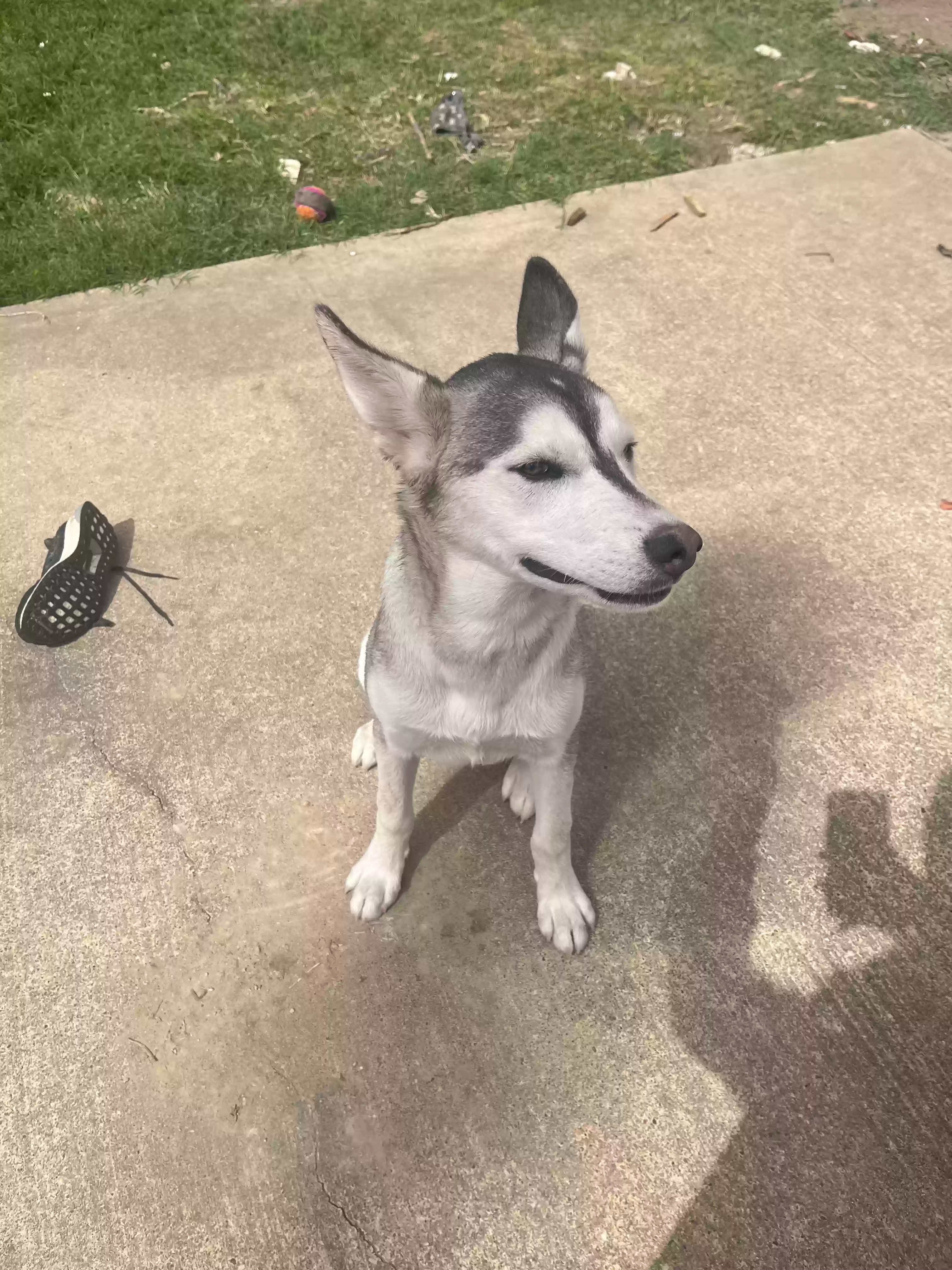 adoptable Dog in Cypress,TX named zeke