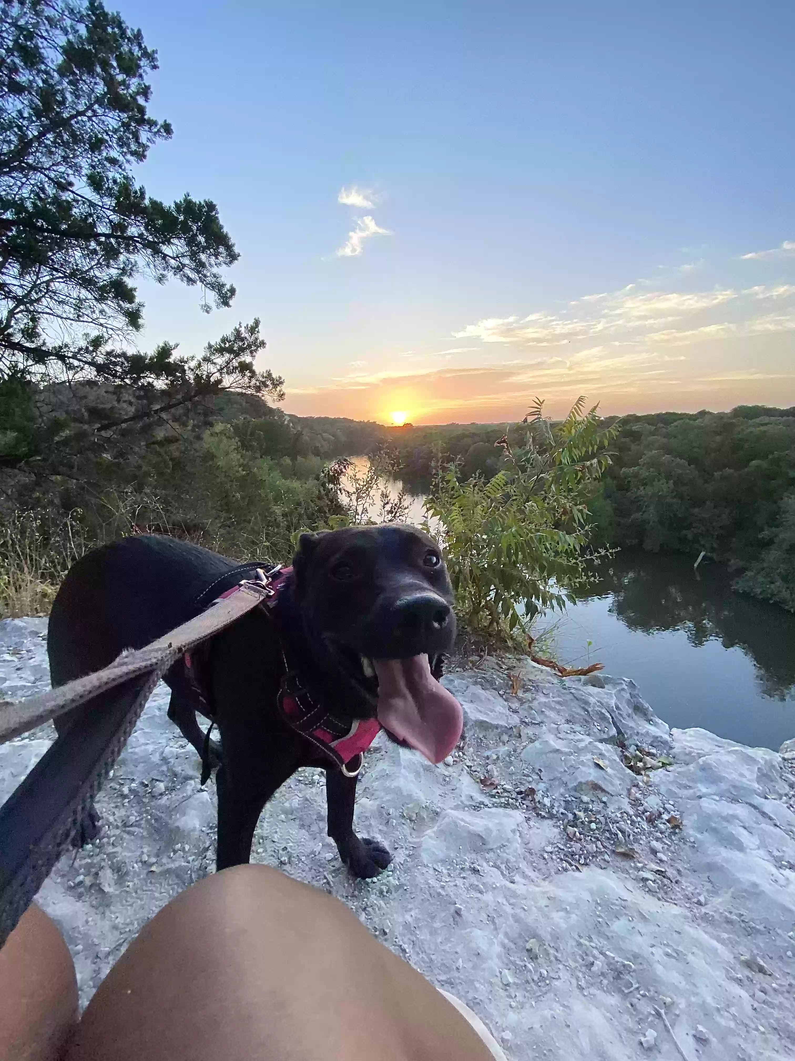 adoptable Dog in Waco,TX named Tiana