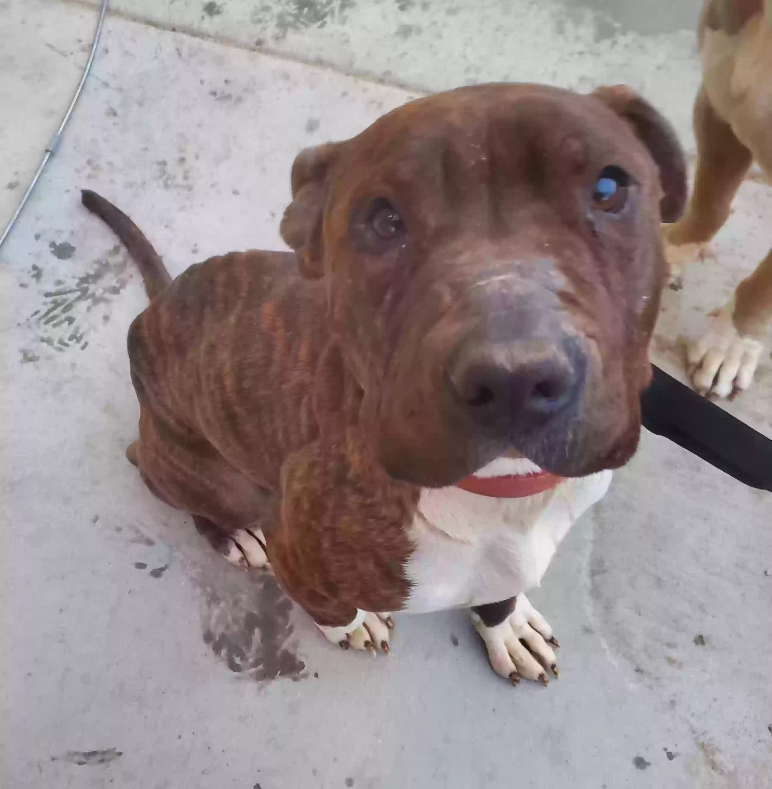 adoptable Dog in Apple Valley,CA named Titan