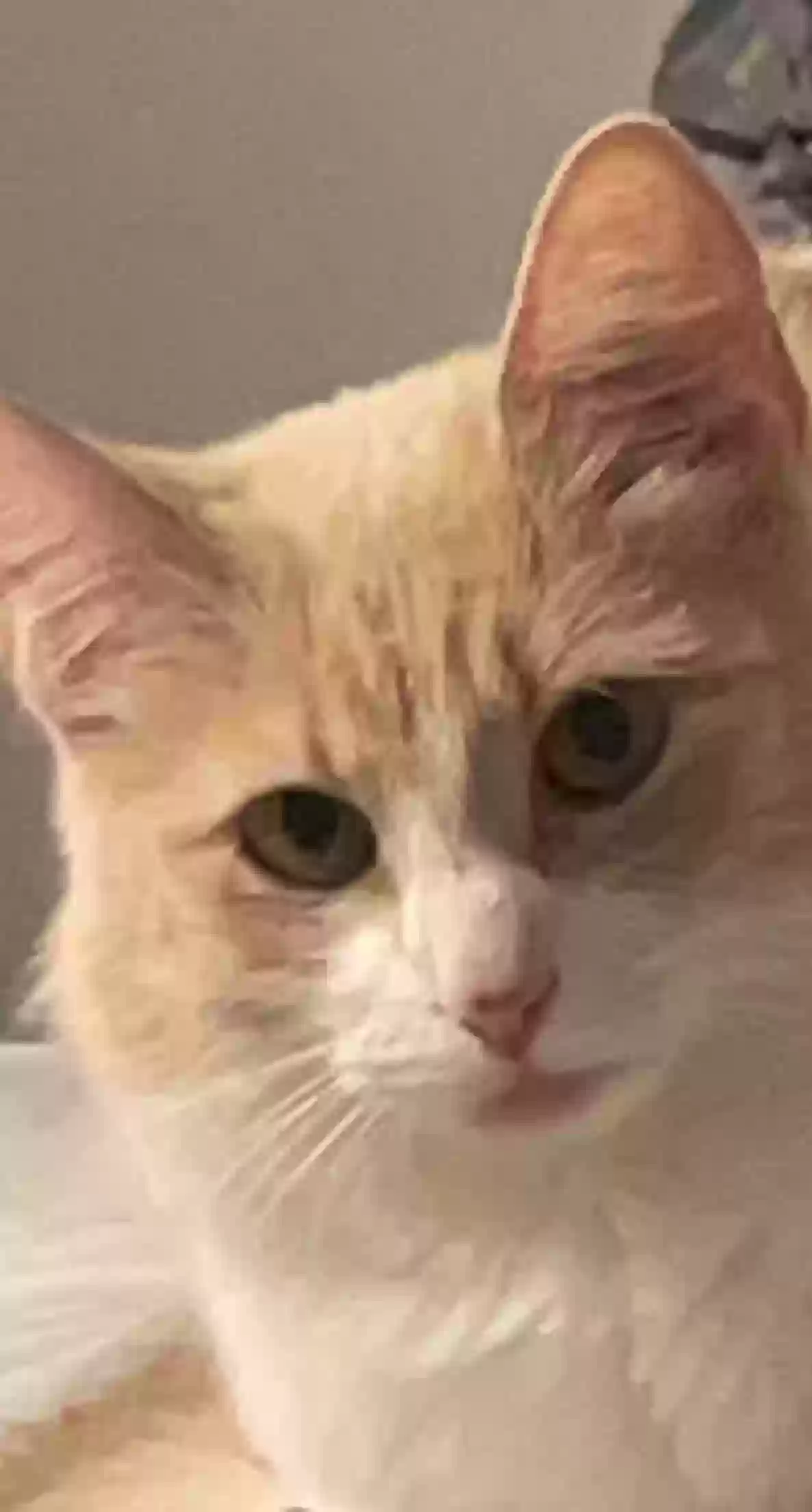 adoptable Cat in Apple Valley,CA named Gigi