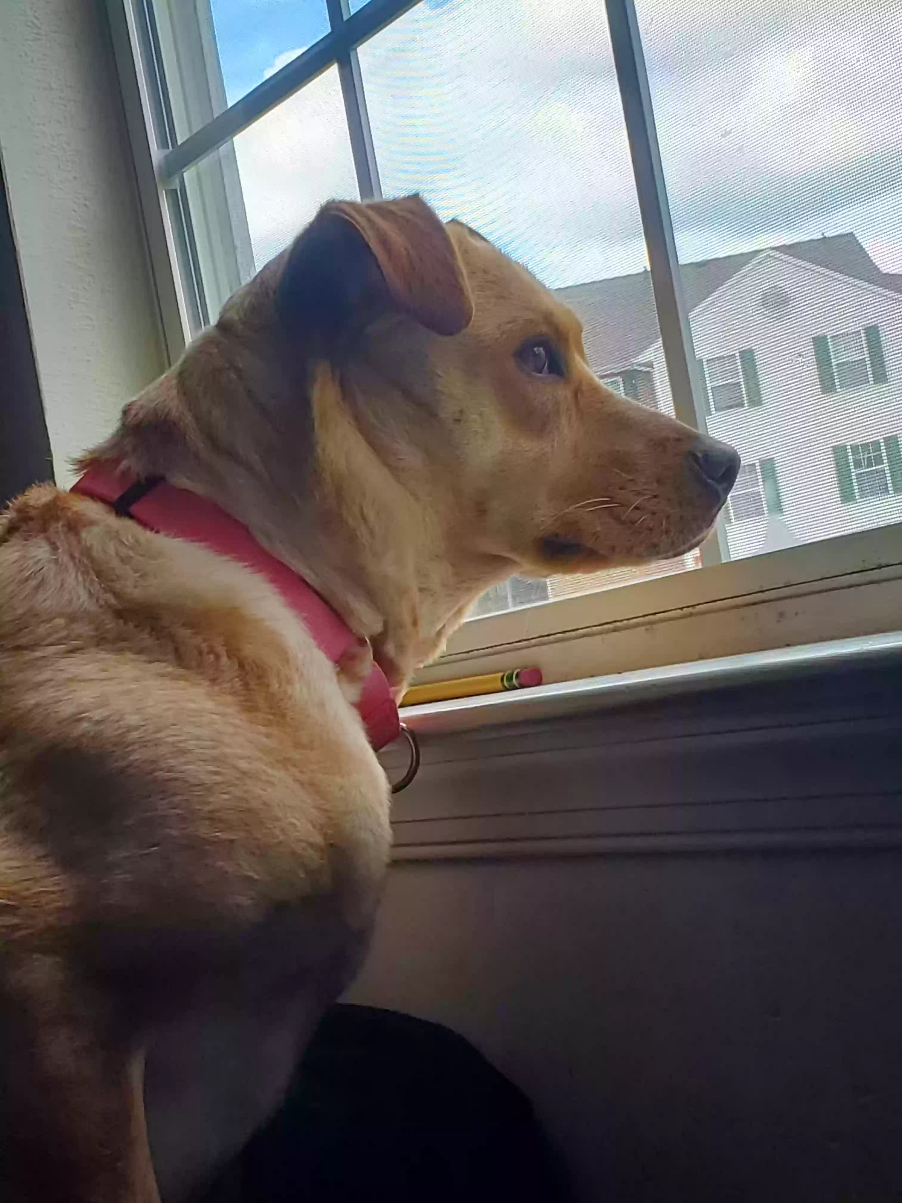 adoptable Dog in Columbus,GA named Sky