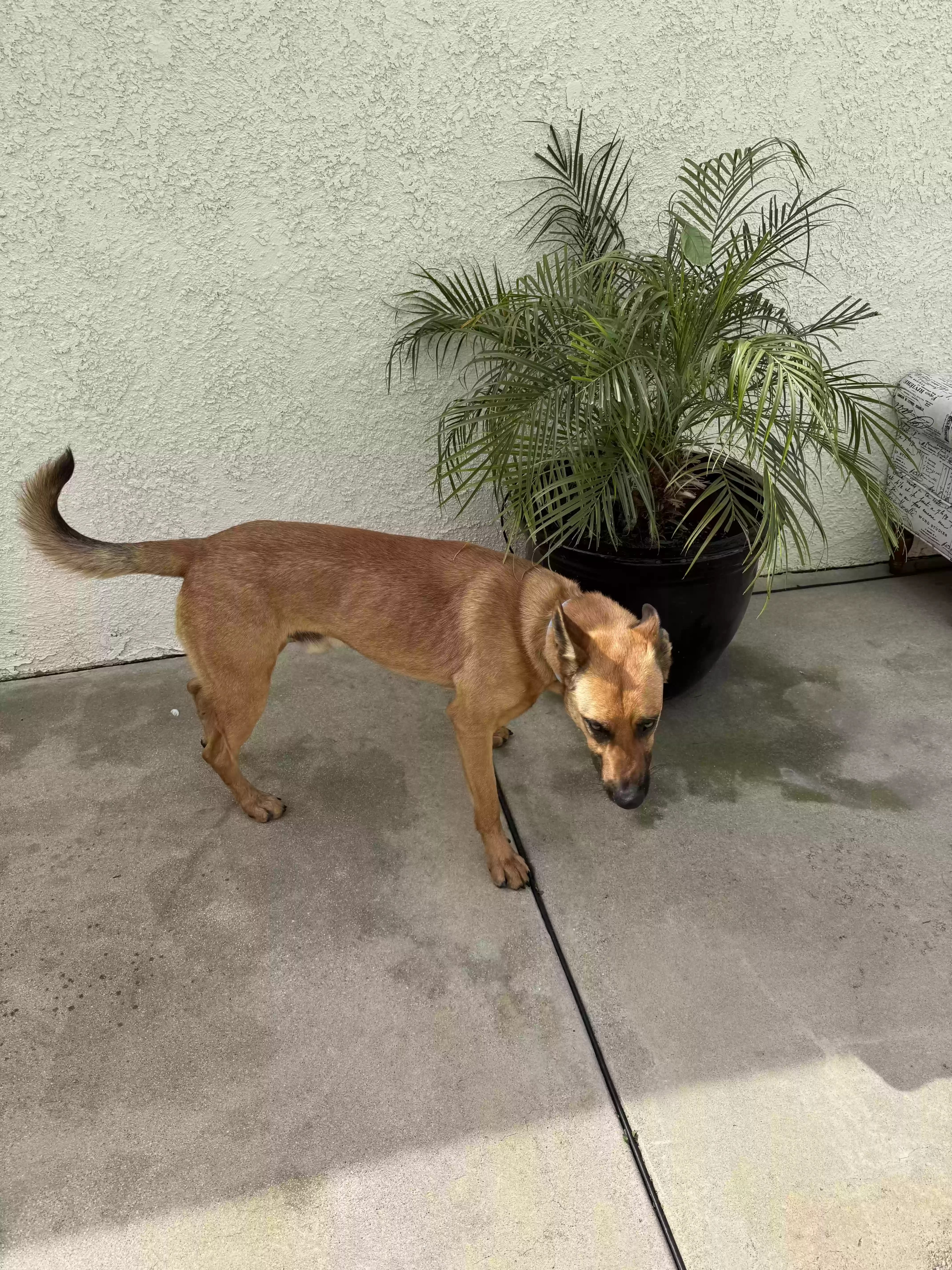 adoptable Dog in Rancho Cucamonga,CA named 