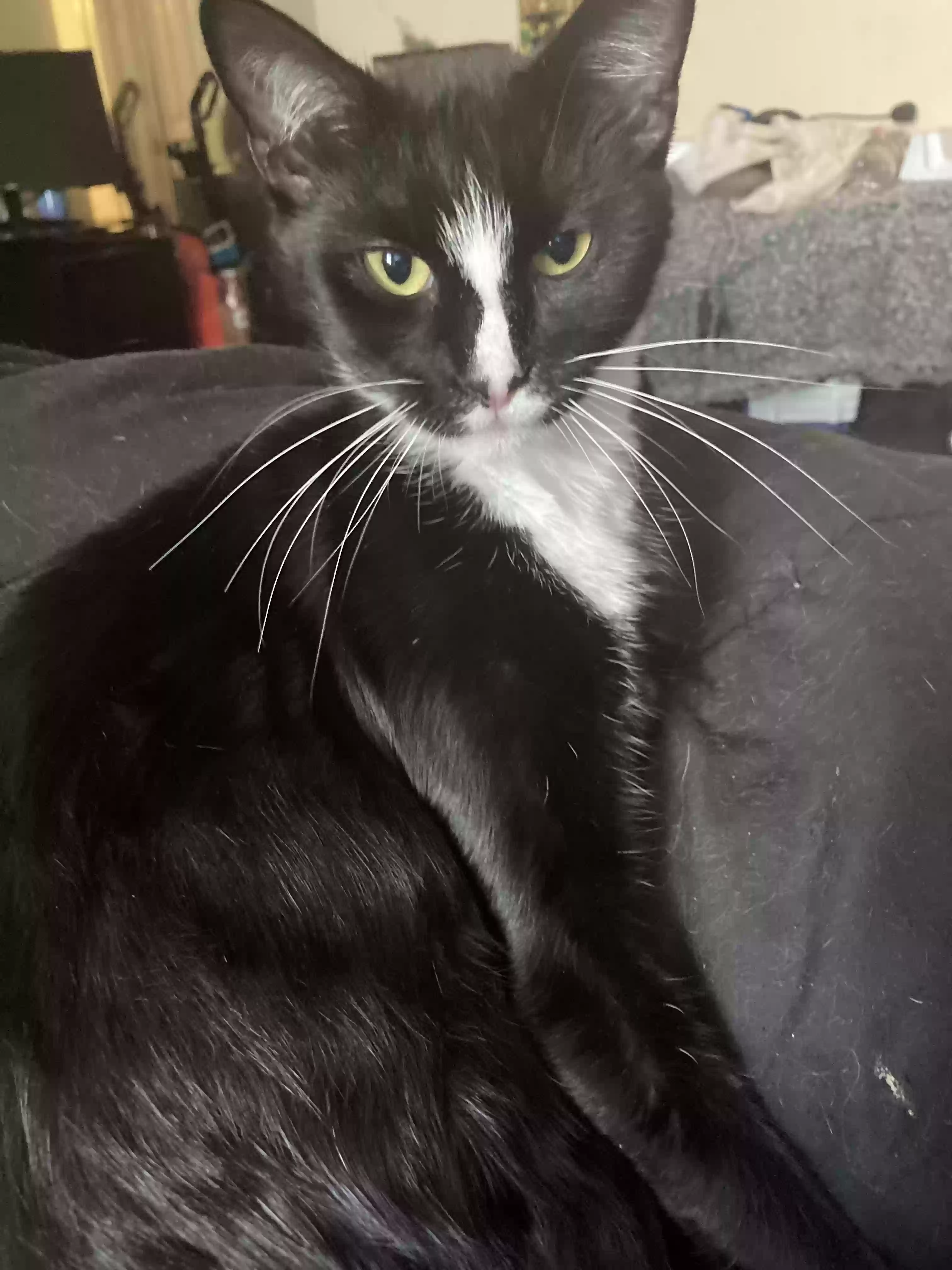 adoptable Cat in Port Orange,FL named Stripe