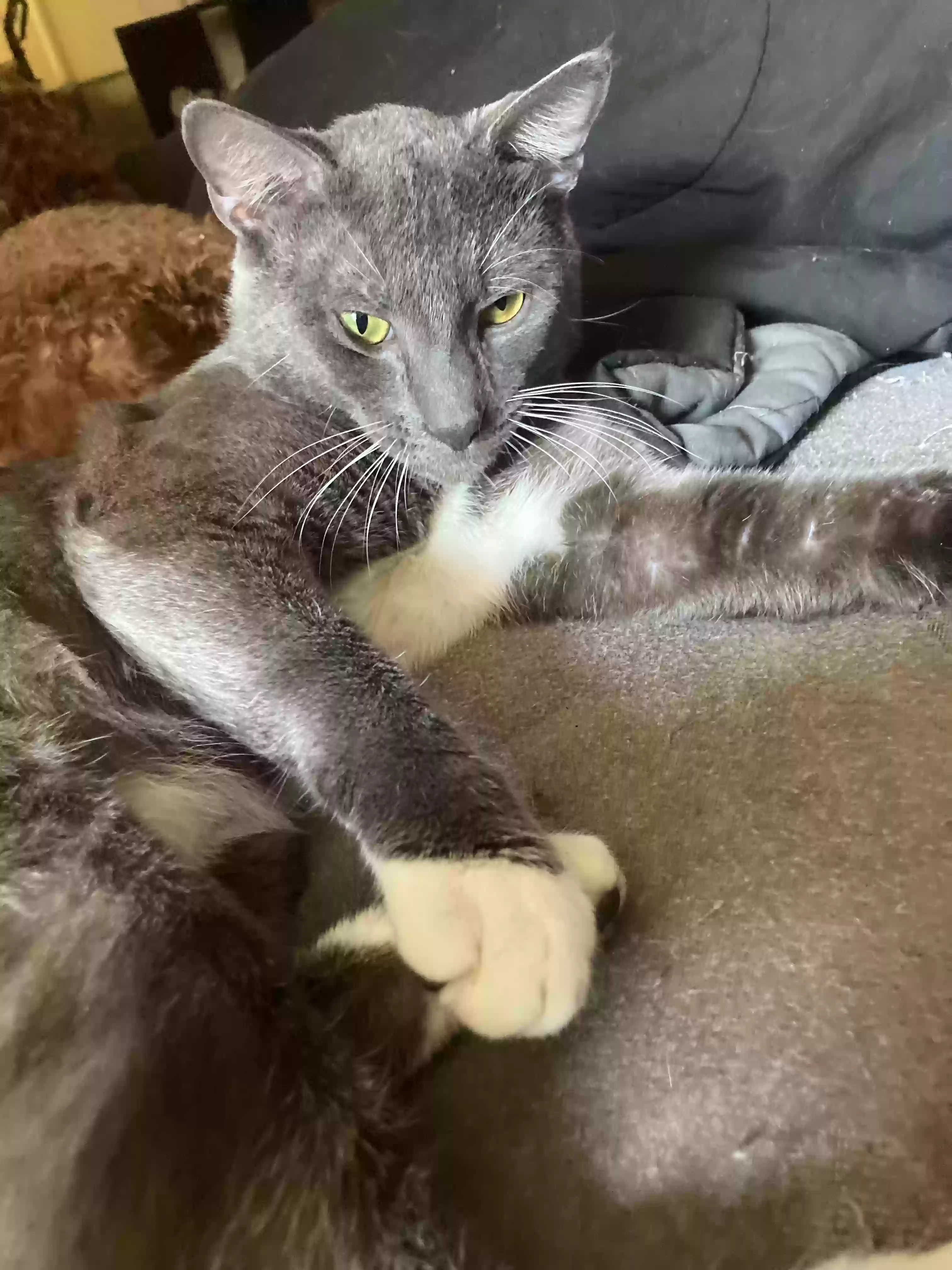 adoptable Cat in Port Orange,FL named Mr Grey