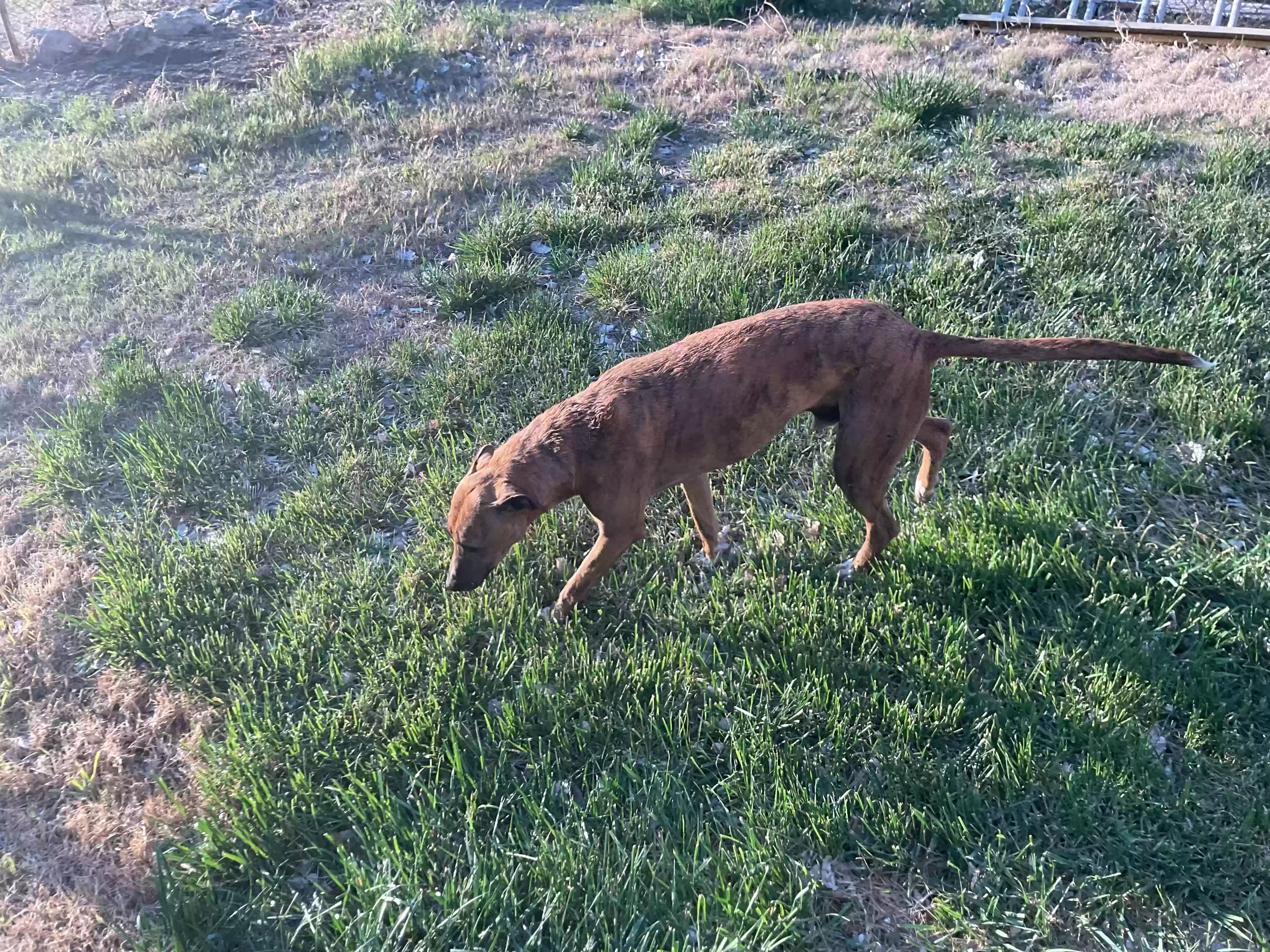 adoptable Dog in Lucerne Valley,CA named Oden