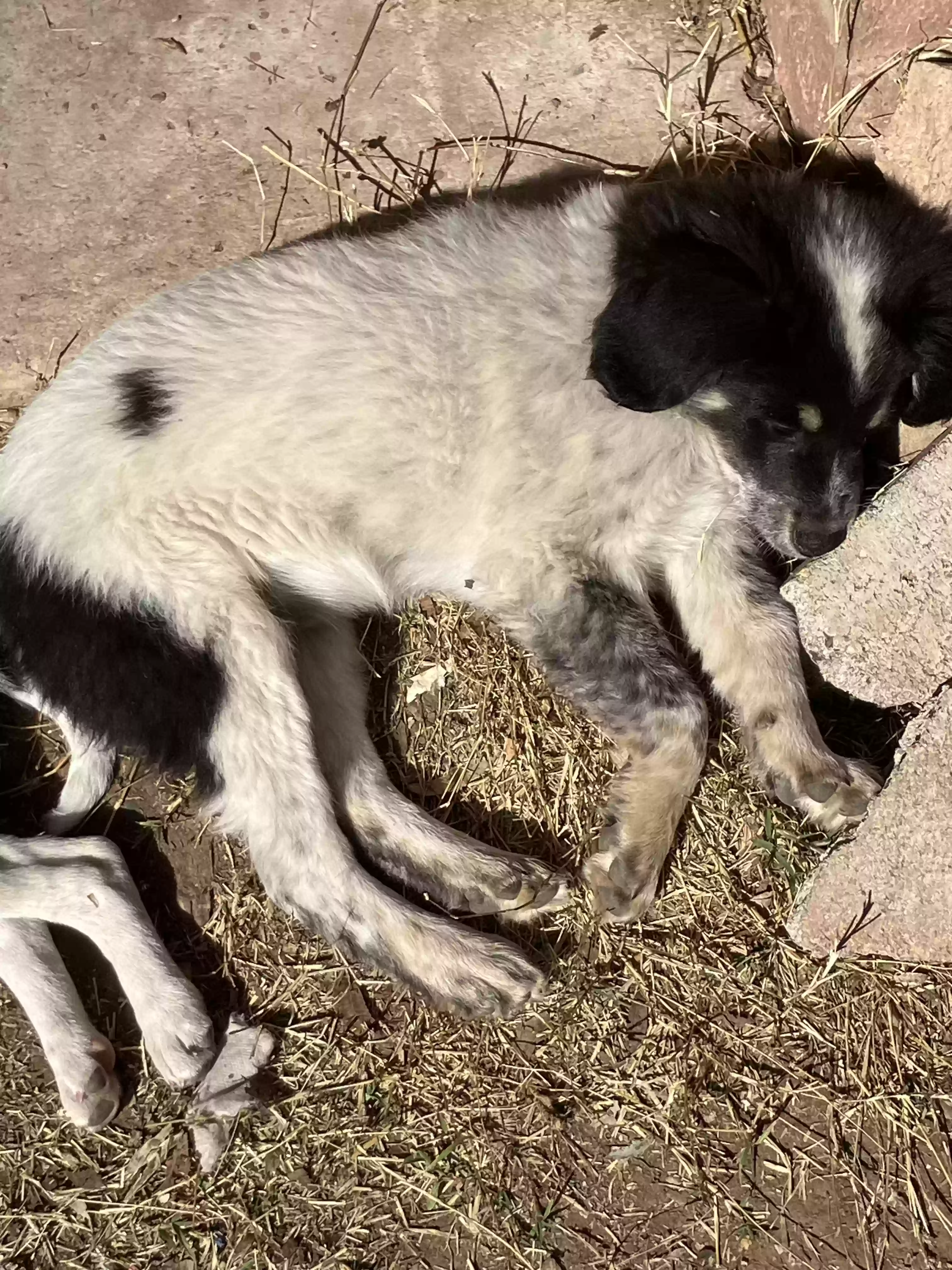 adoptable Dog in Camp Verde,AZ named Puppy