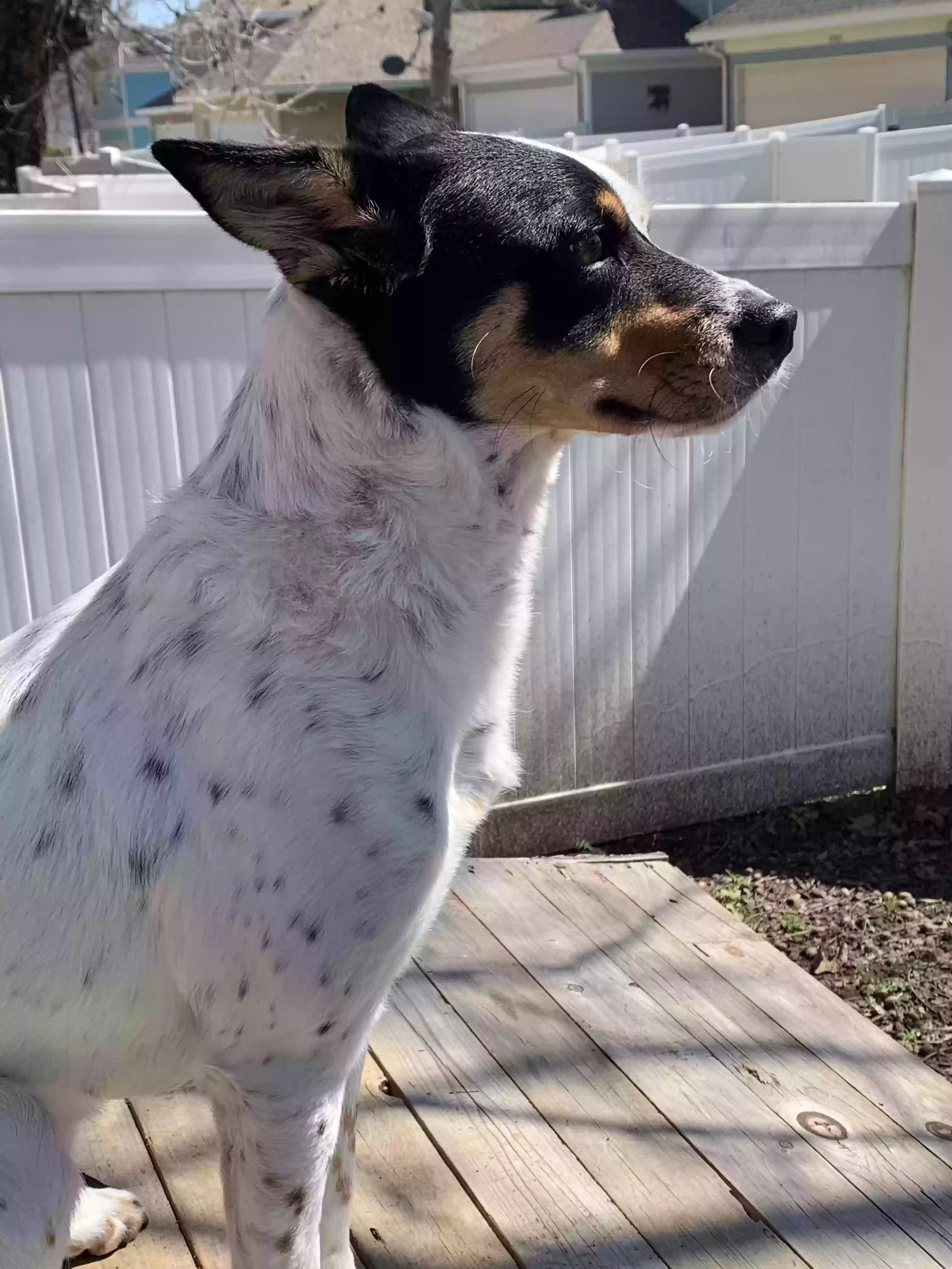 adoptable Dog in Aubrey,TX named Rosie