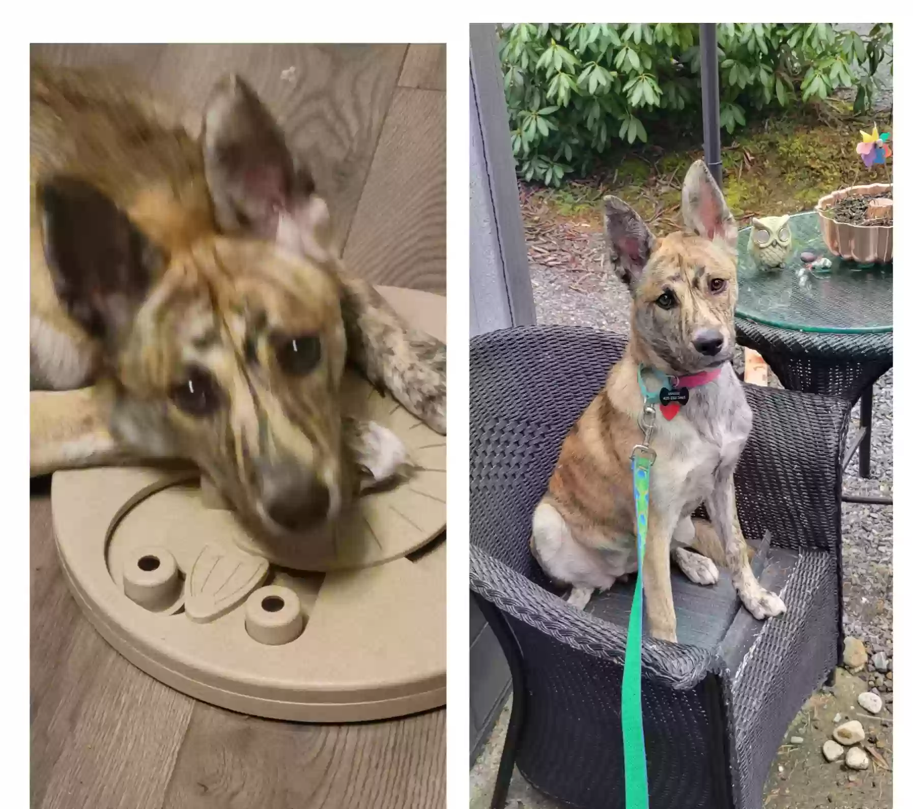 adoptable Dog in Marysville,WA named Maisie
