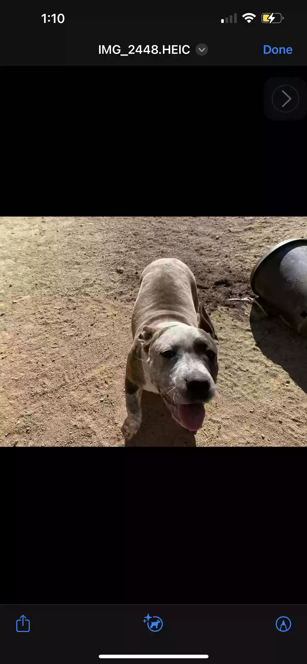 adoptable Dog in San Bernardino,CA named Louie