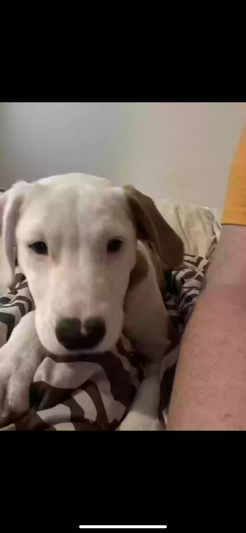 adoptable Dog in Houston,TX named 