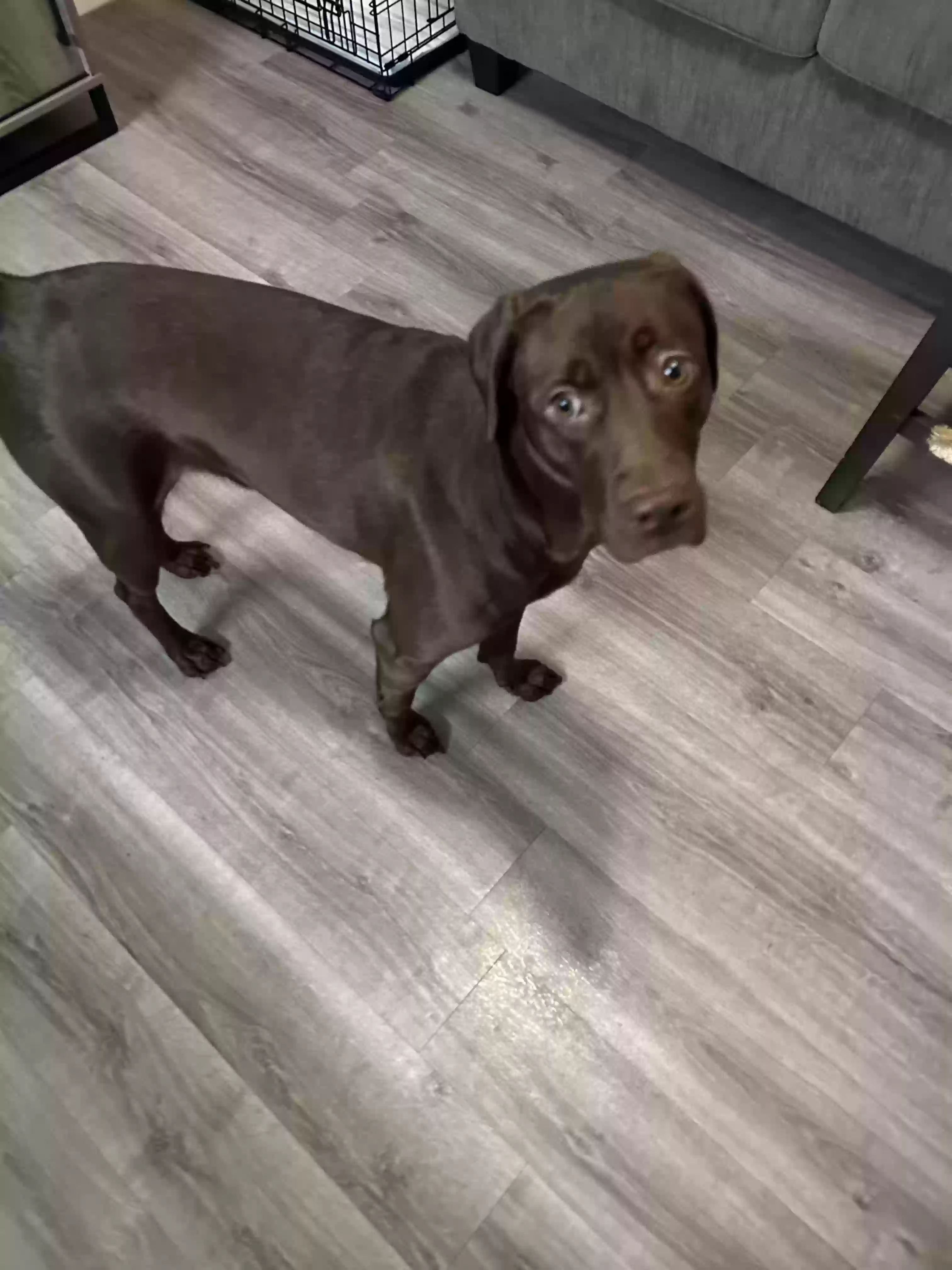 adoptable Dog in El Paso,TX named Coco