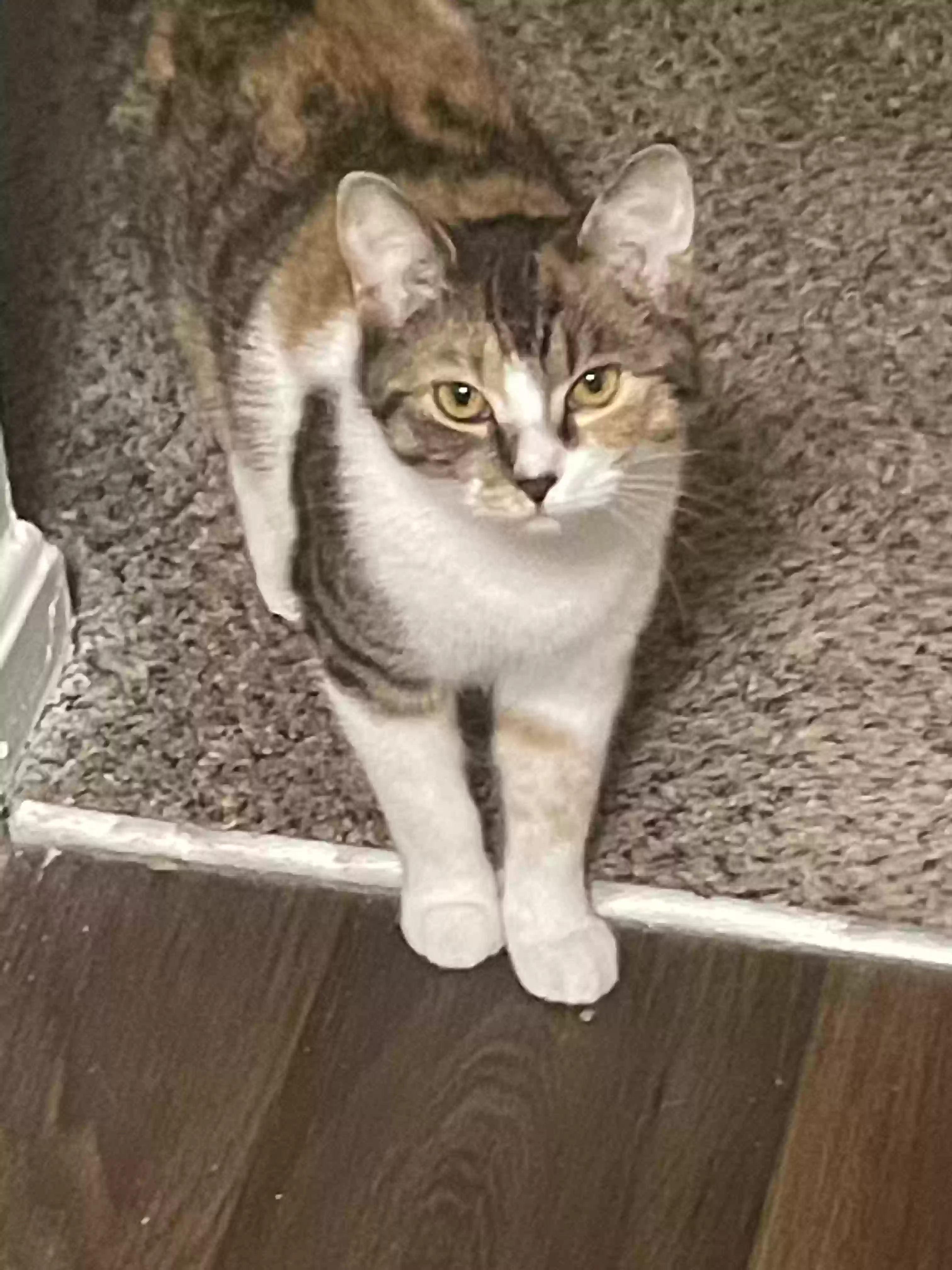 adoptable Cat in Memphis,TN named Buttercup