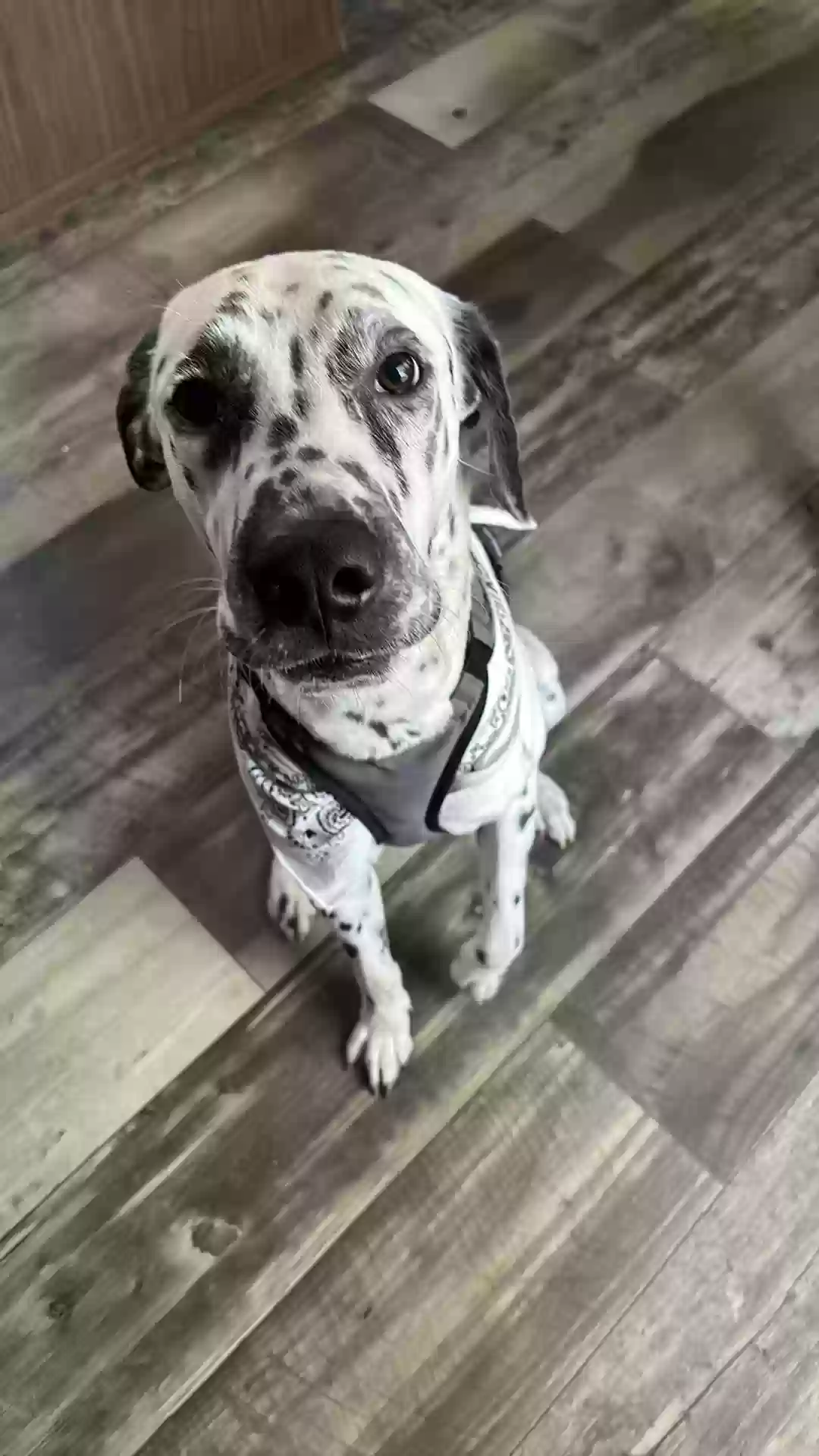 adoptable Dog in Desoto,TX named Lucky