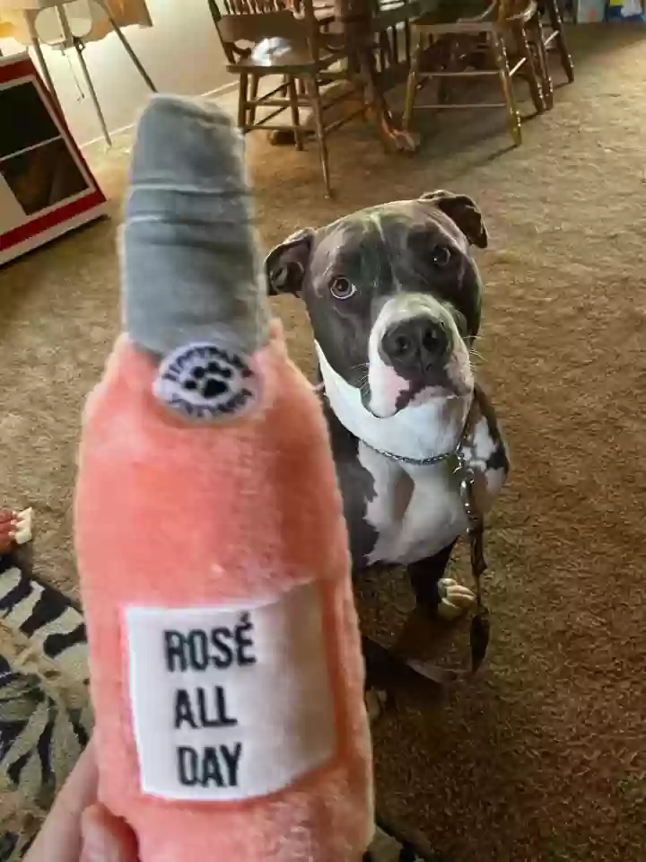 adoptable Dog in Chino,CA named Rosie