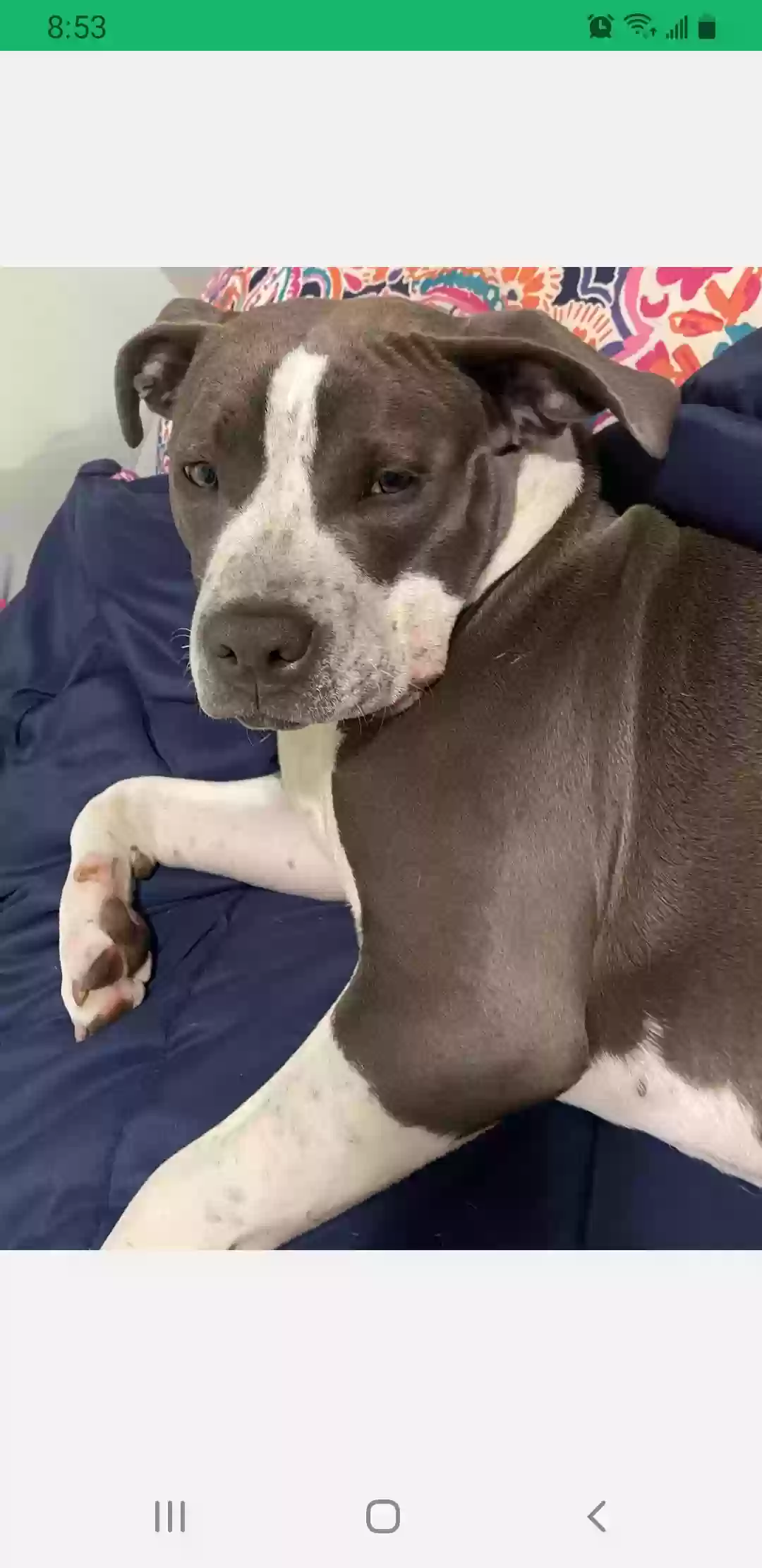 adoptable Dog in Queens Village,NY named Ayra
